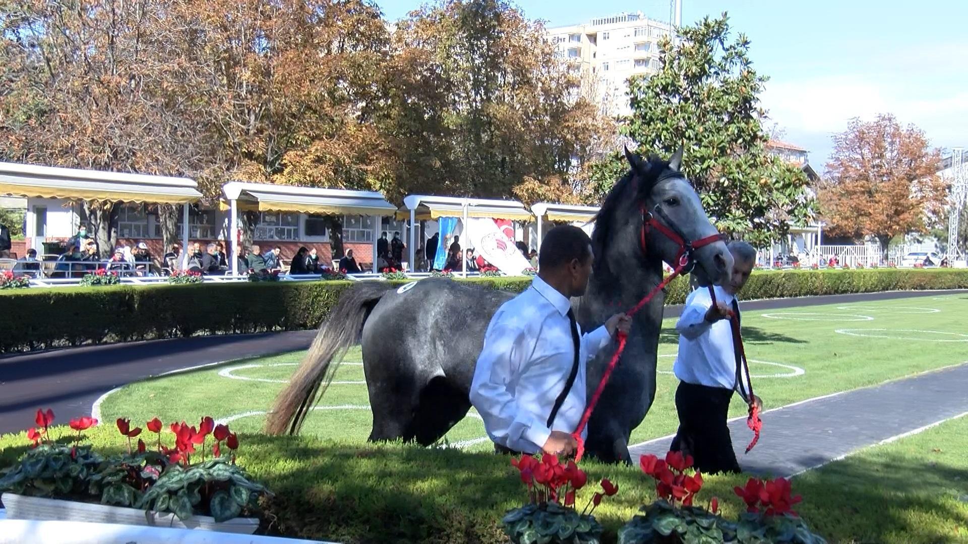 18 safkan Arap tayı açık artırmada 8 milyon 290 bin liraya satıldı