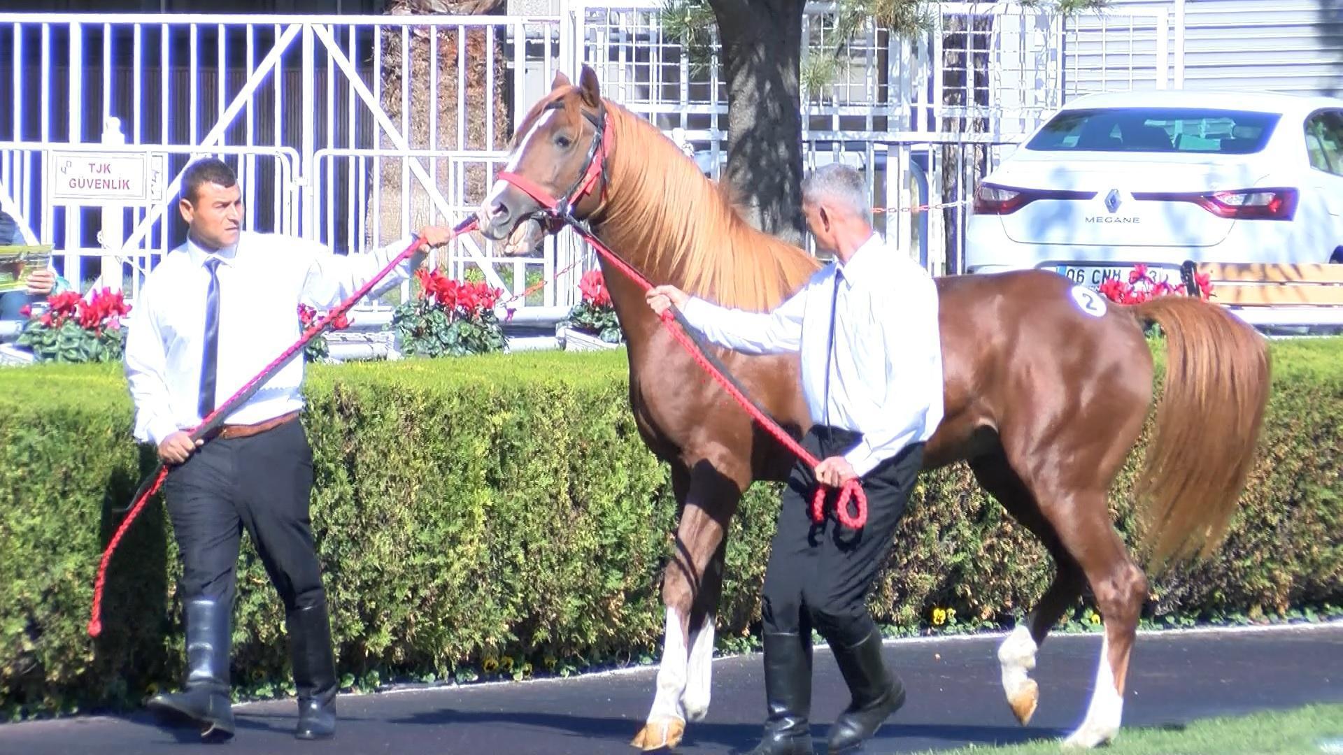 18 safkan Arap tayı açık artırmada 8 milyon 290 bin liraya satıldı