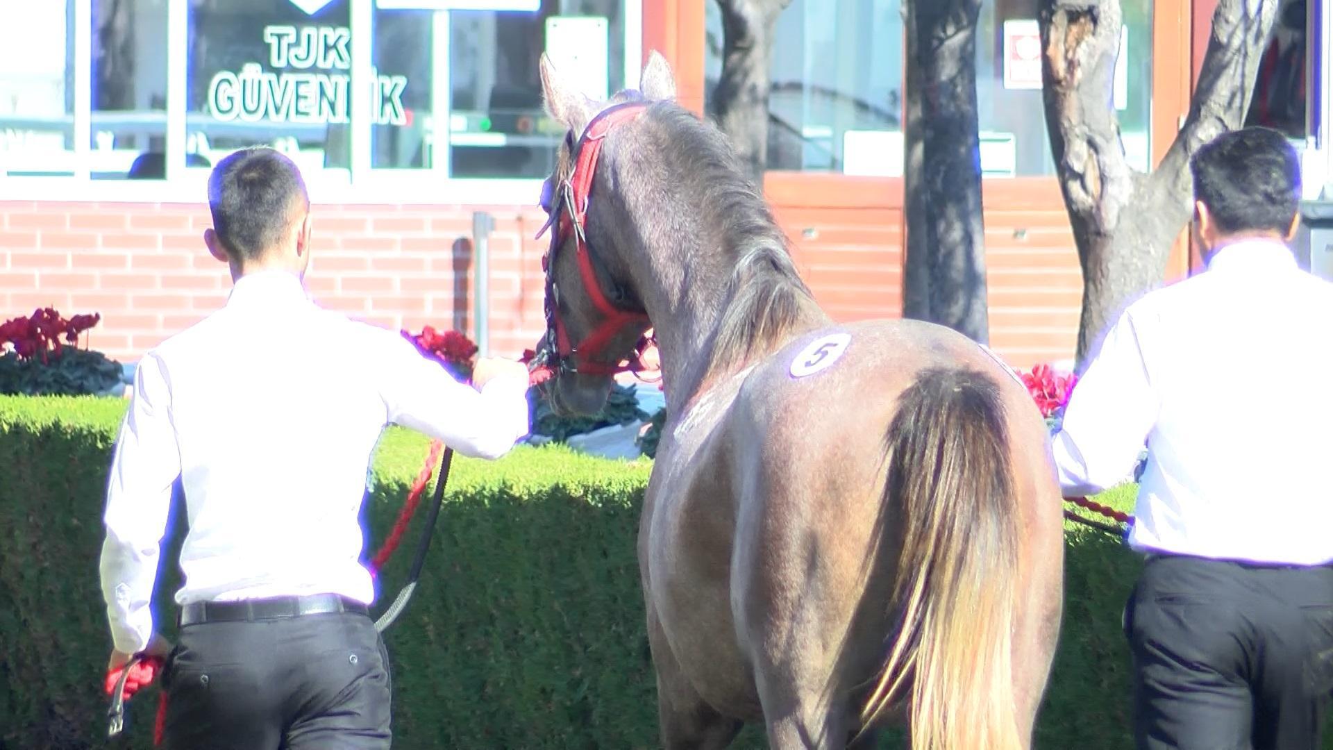 18 safkan Arap tayı açık artırmada 8 milyon 290 bin liraya satıldı