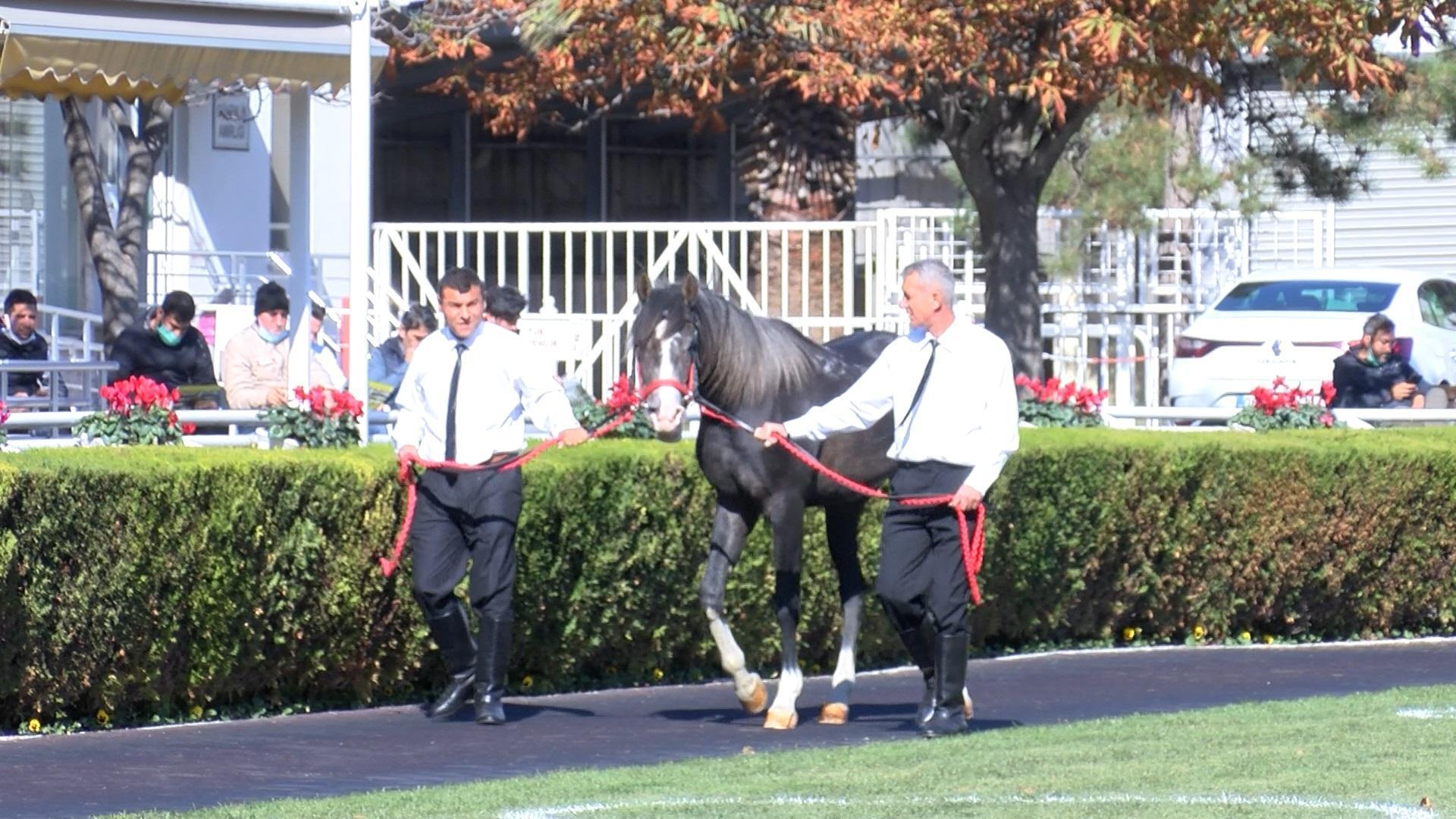 18 safkan Arap tayı açık artırmada 8 milyon 290 bin liraya satıldı