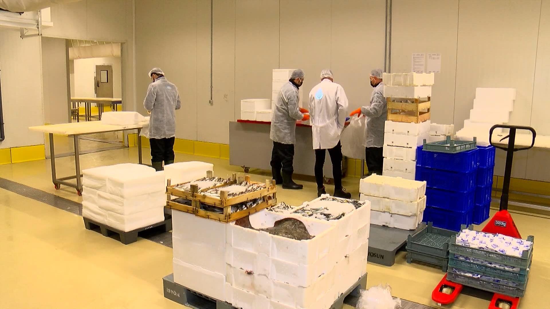 Hamsinin Türkiyeden ABDye 10 bin kilometre yolculuğu