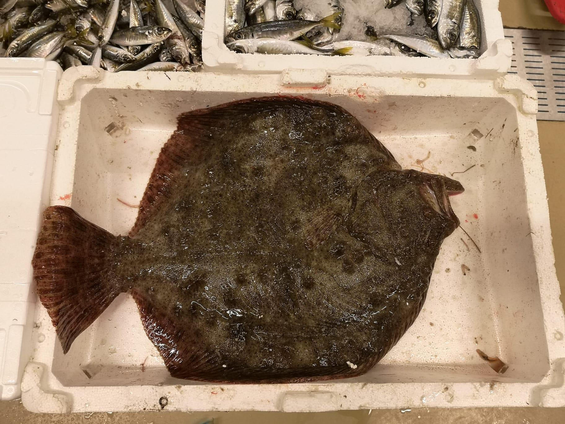 Hamsinin Türkiyeden ABDye 10 bin kilometre yolculuğu