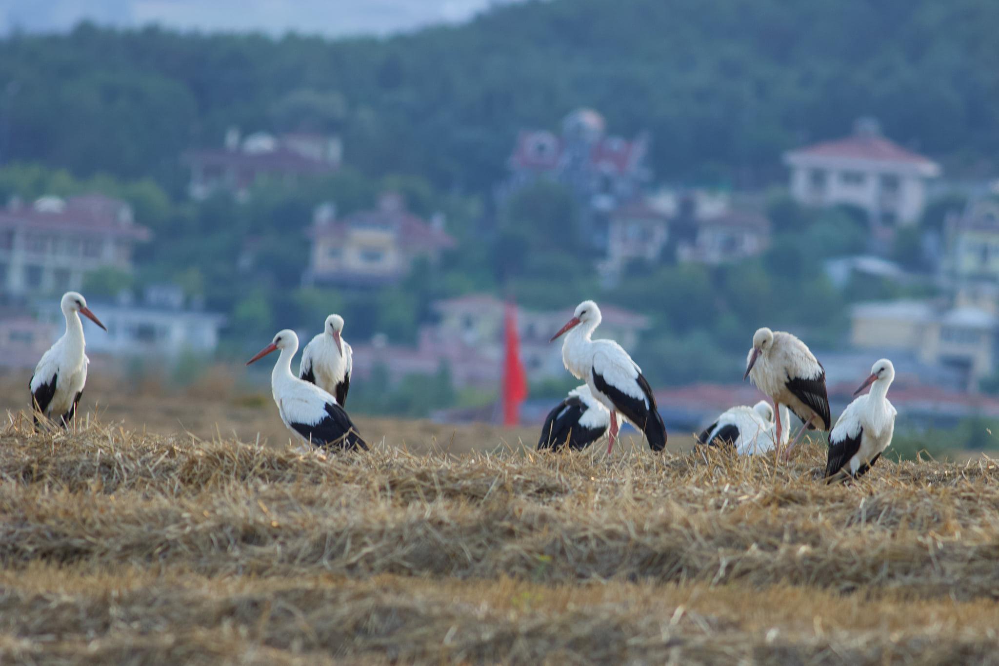 Leylekler, Anadolu üstünden Afrikaya göç yolunda
