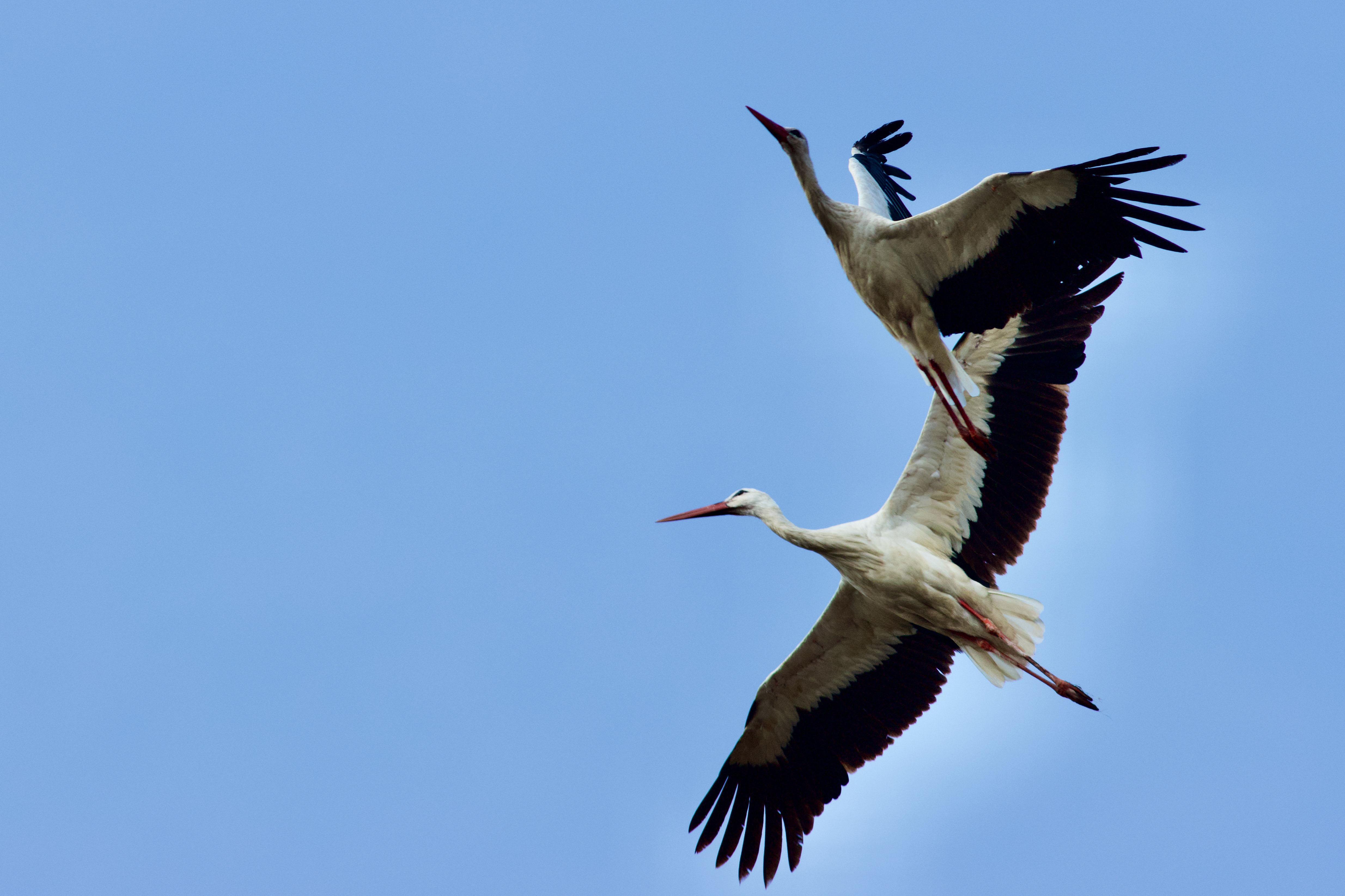 Leylekler, Anadolu üstünden Afrikaya göç yolunda