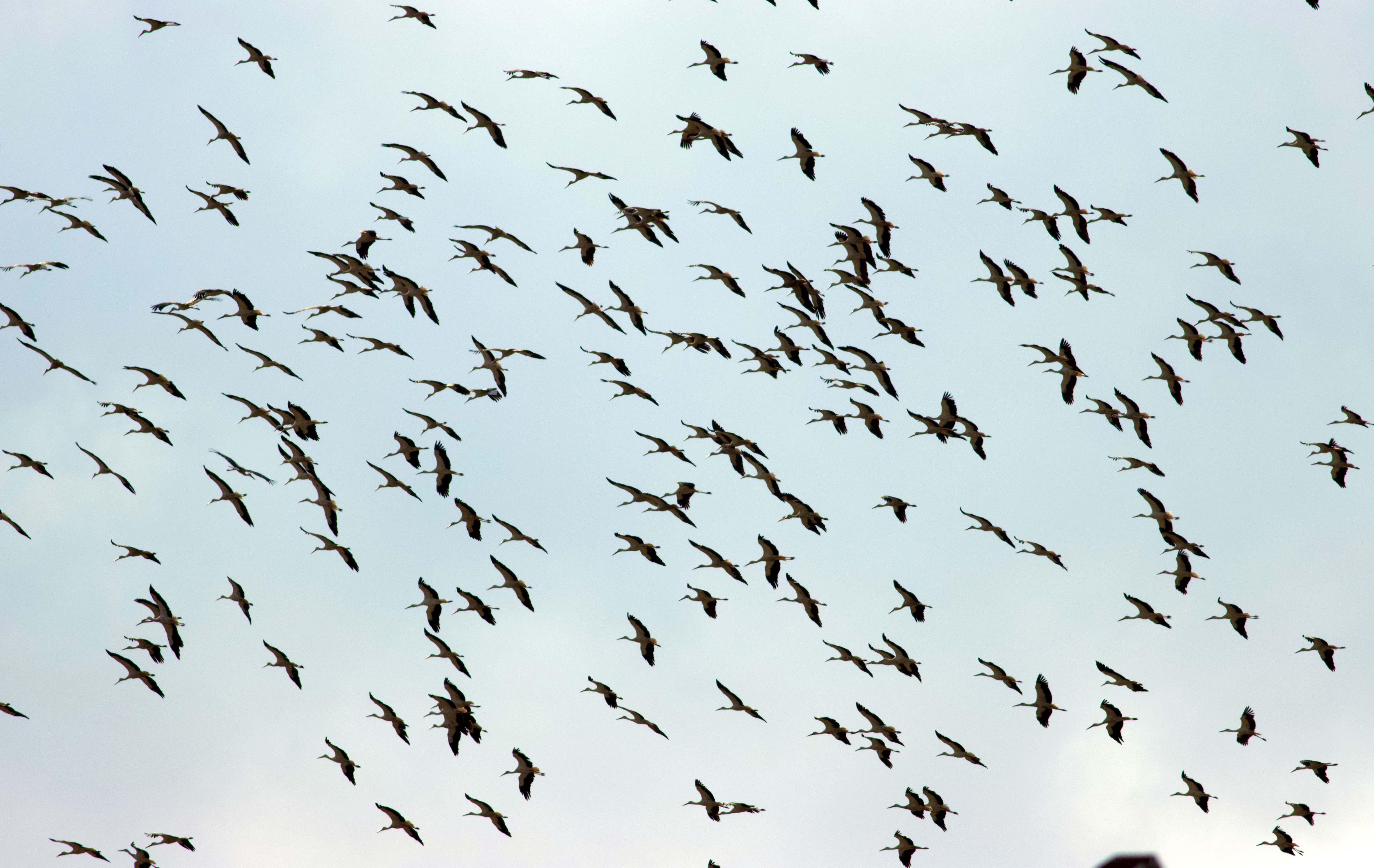 Leylekler, Anadolu üstünden Afrikaya göç yolunda