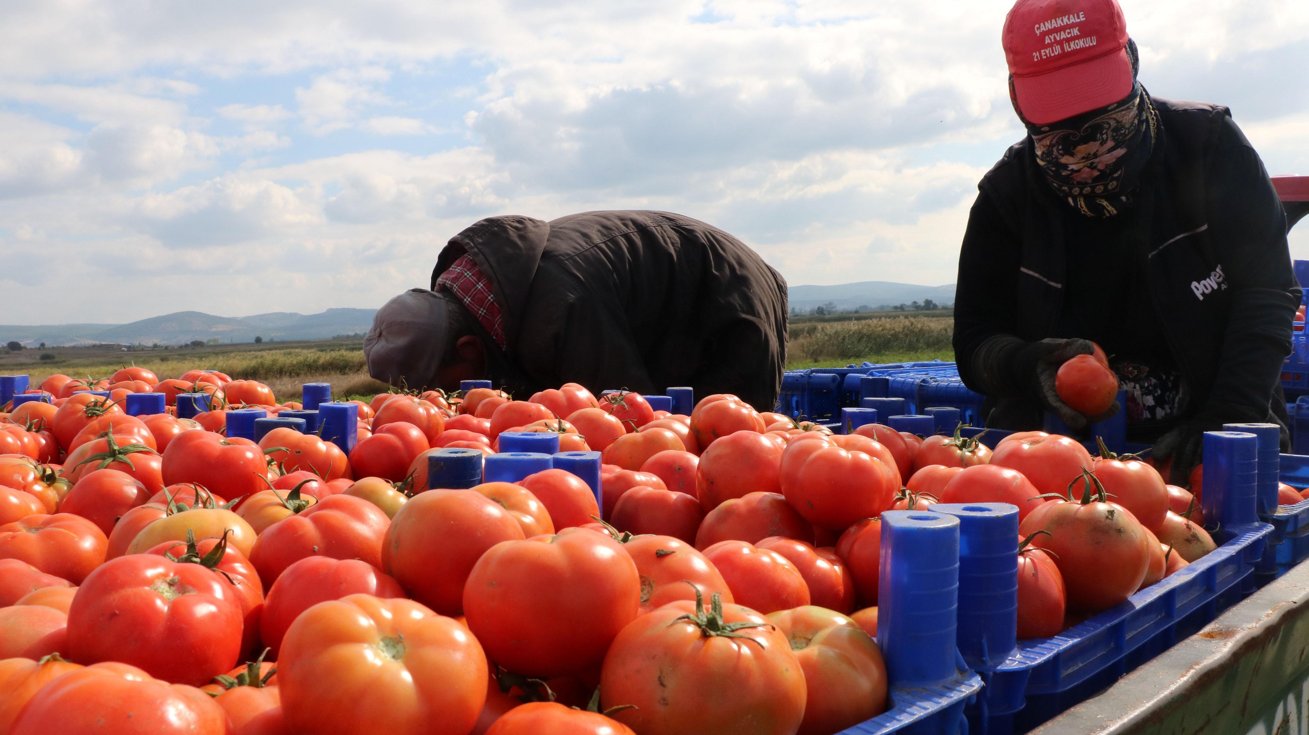 Çanakkale domatesi son turfanda hasadında üreticiyi güldürdü