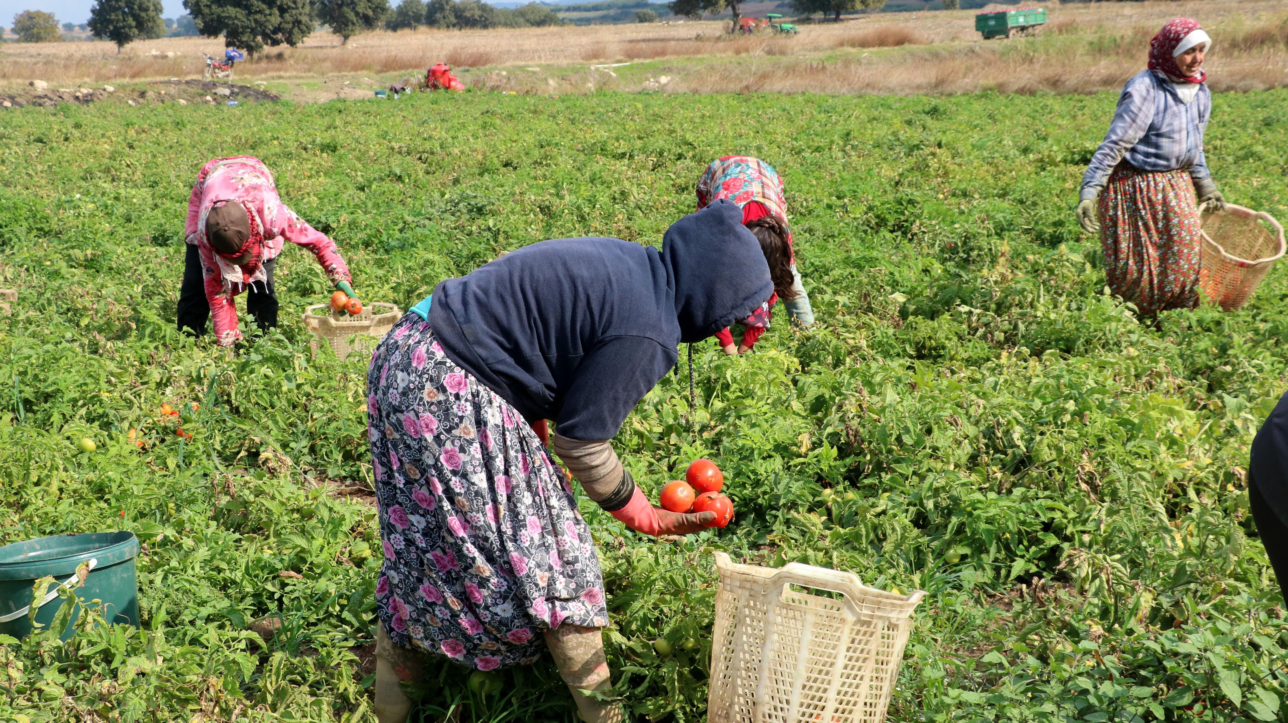 Çanakkale domatesi son turfanda hasadında üreticiyi güldürdü