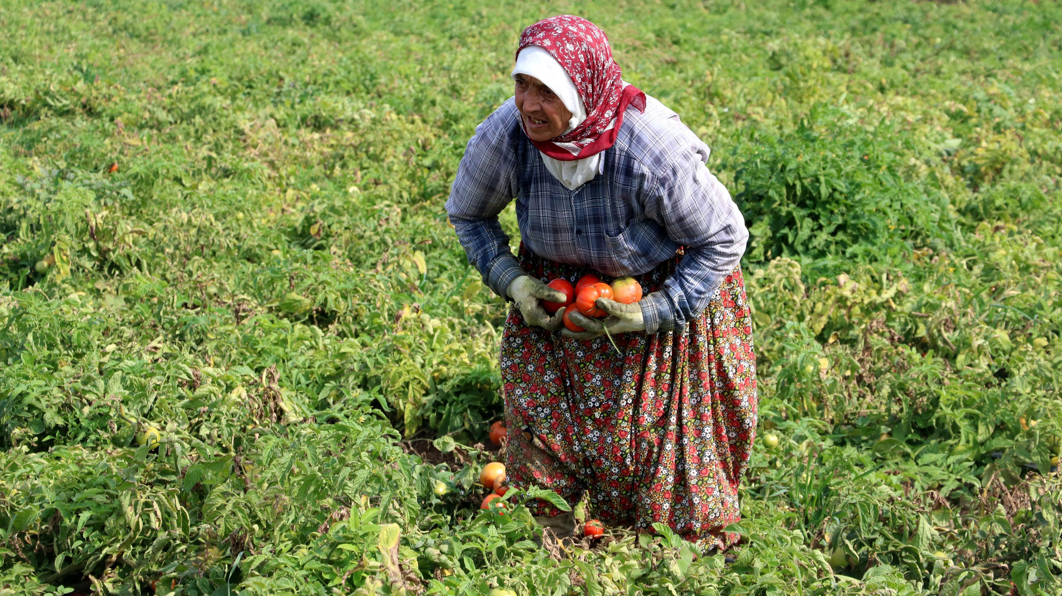 Çanakkale domatesi son turfanda hasadında üreticiyi güldürdü