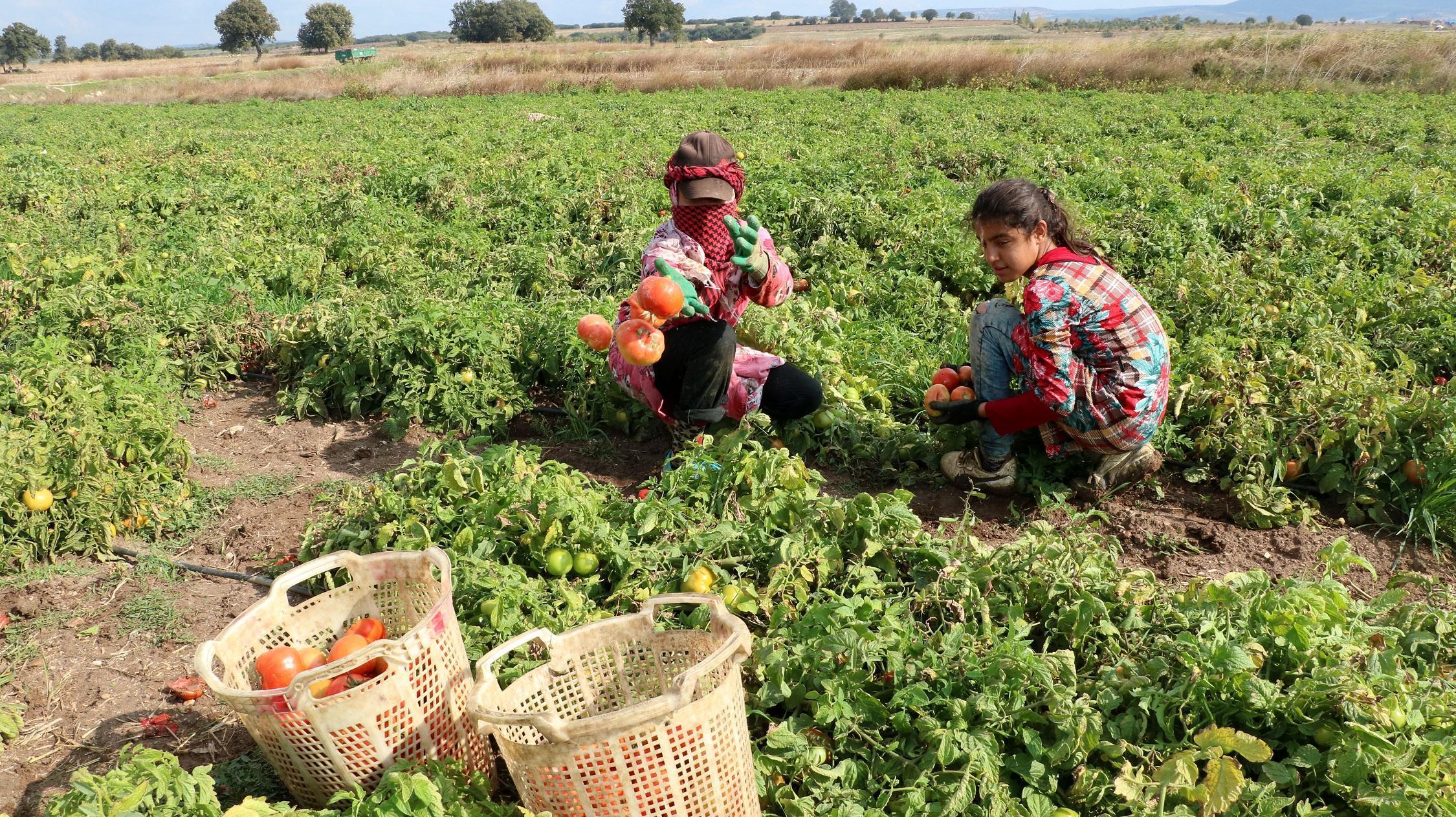 Çanakkale domatesi son turfanda hasadında üreticiyi güldürdü
