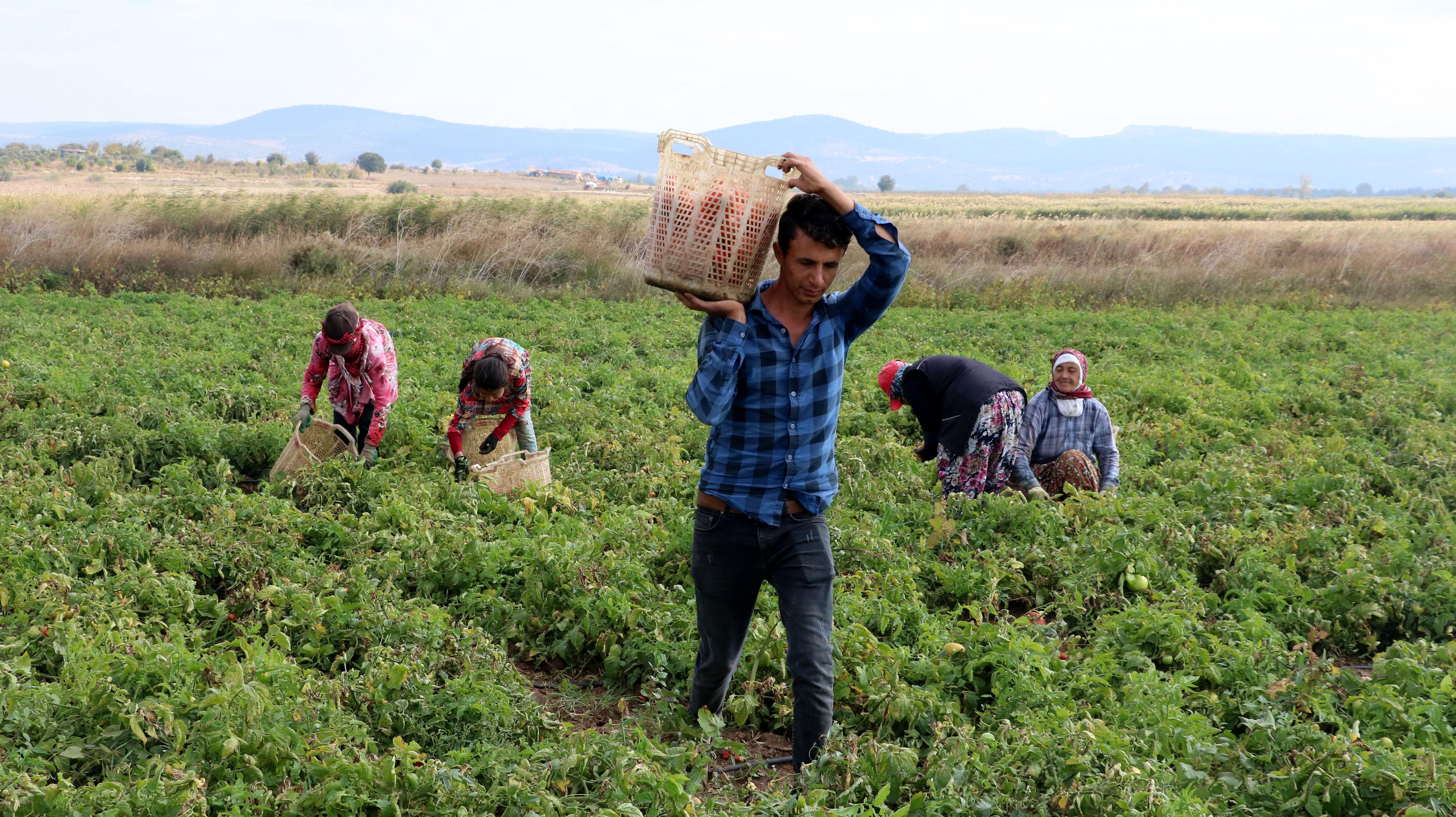 Çanakkale domatesi son turfanda hasadında üreticiyi güldürdü