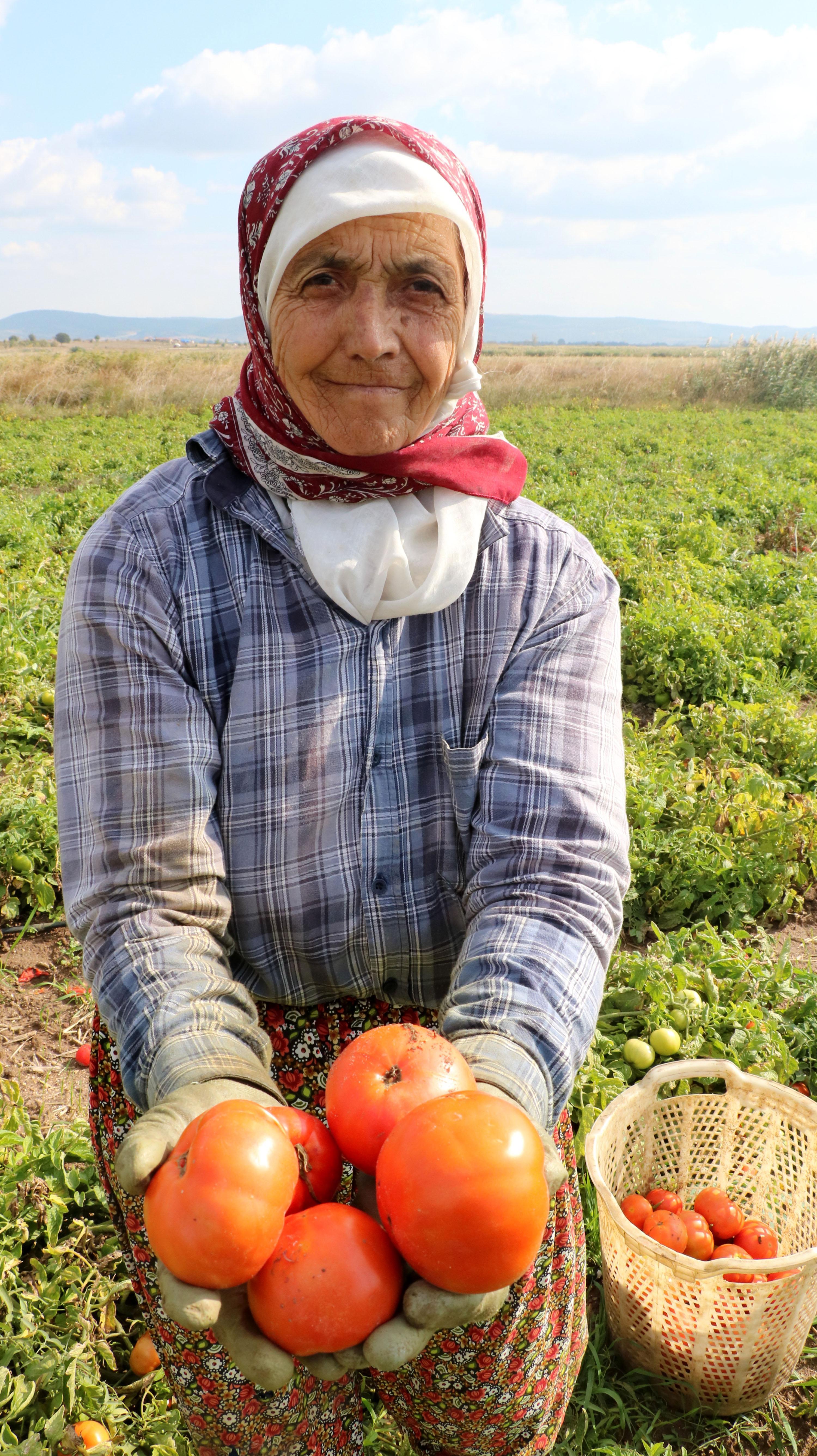 Çanakkale domatesi son turfanda hasadında üreticiyi güldürdü