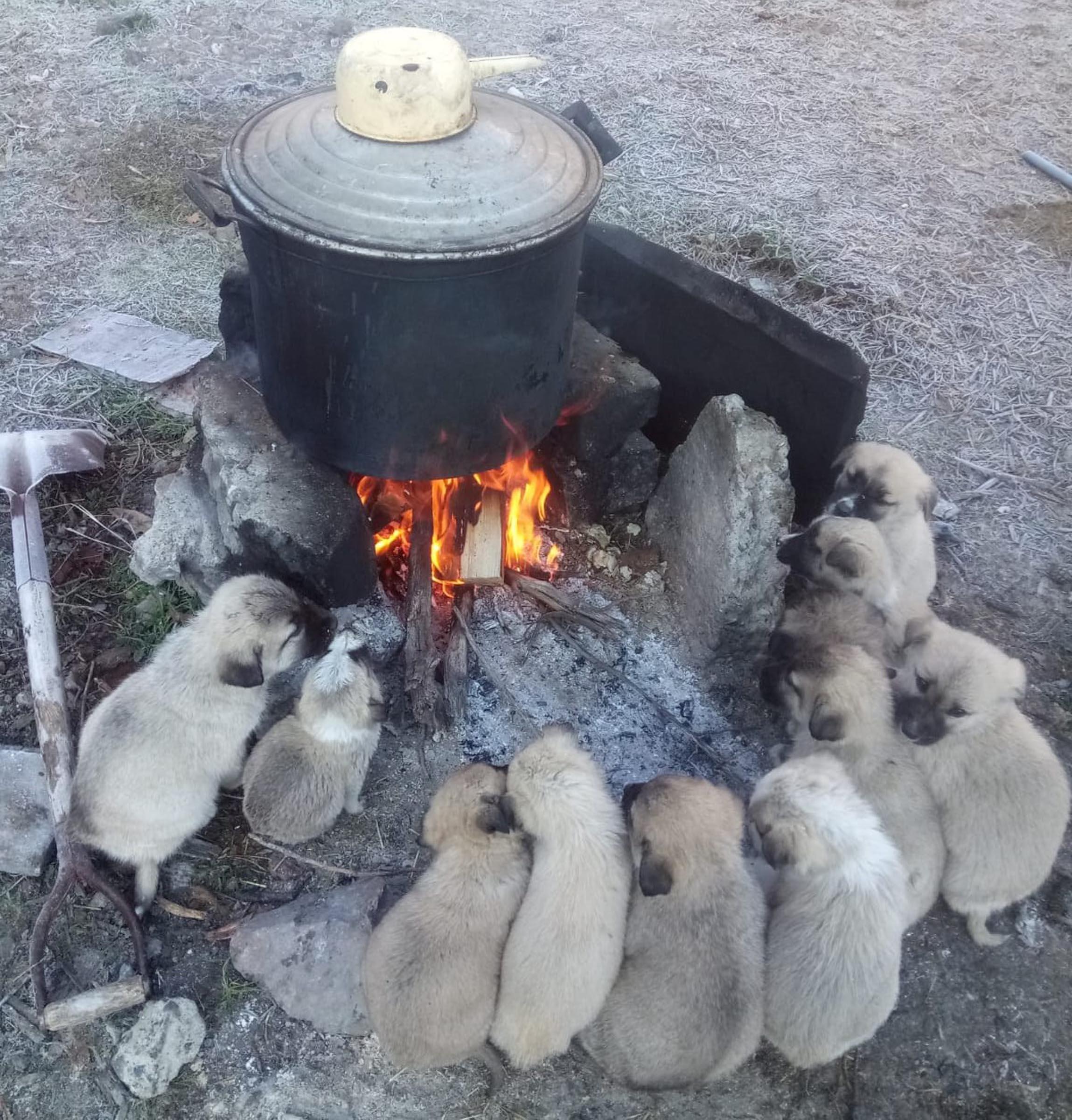 Warm-up time for Kangal dog Lessi’s 10 puppies