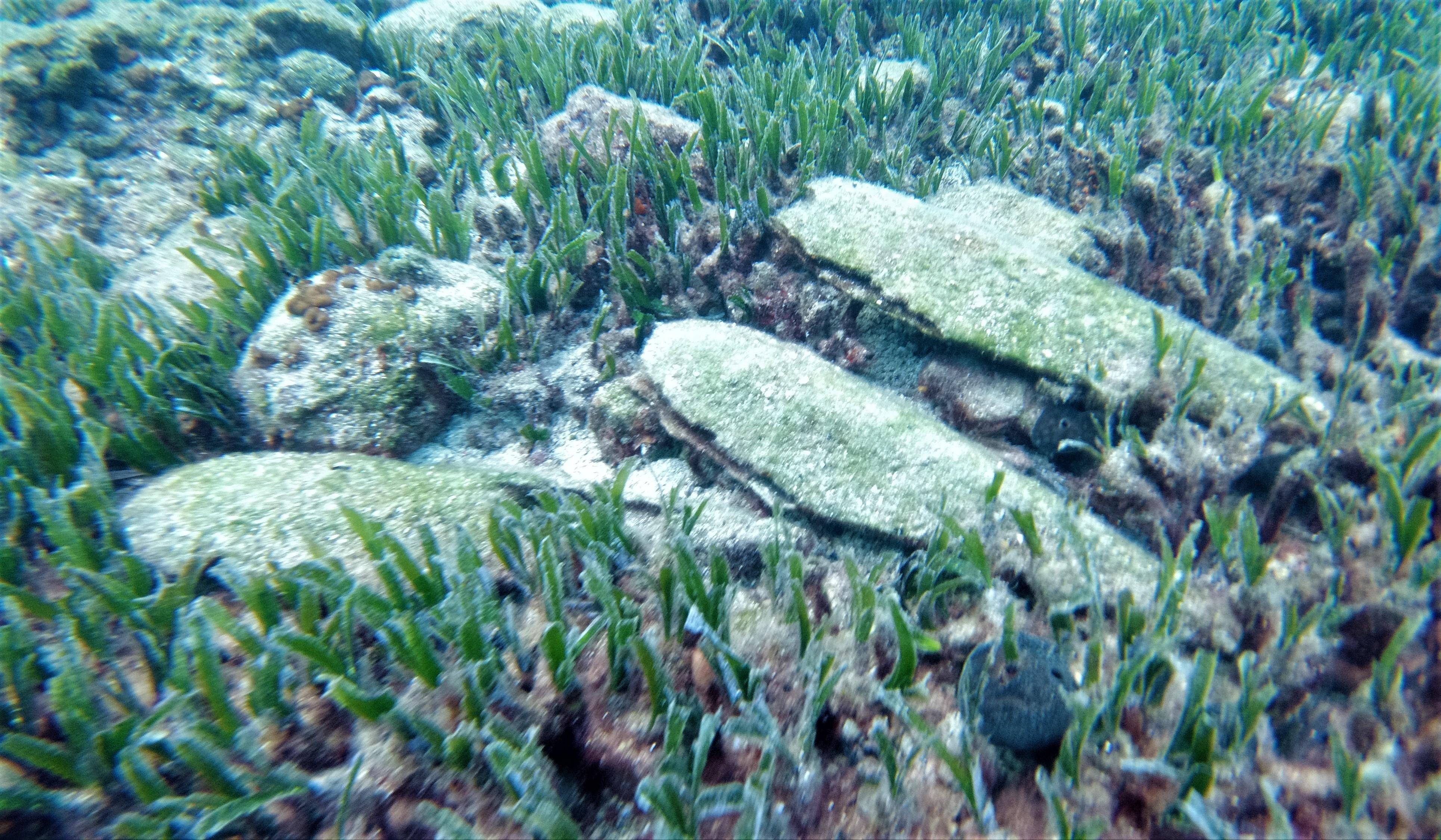 Deniz ekosistemi için önemli pina popülasyonu risk altında