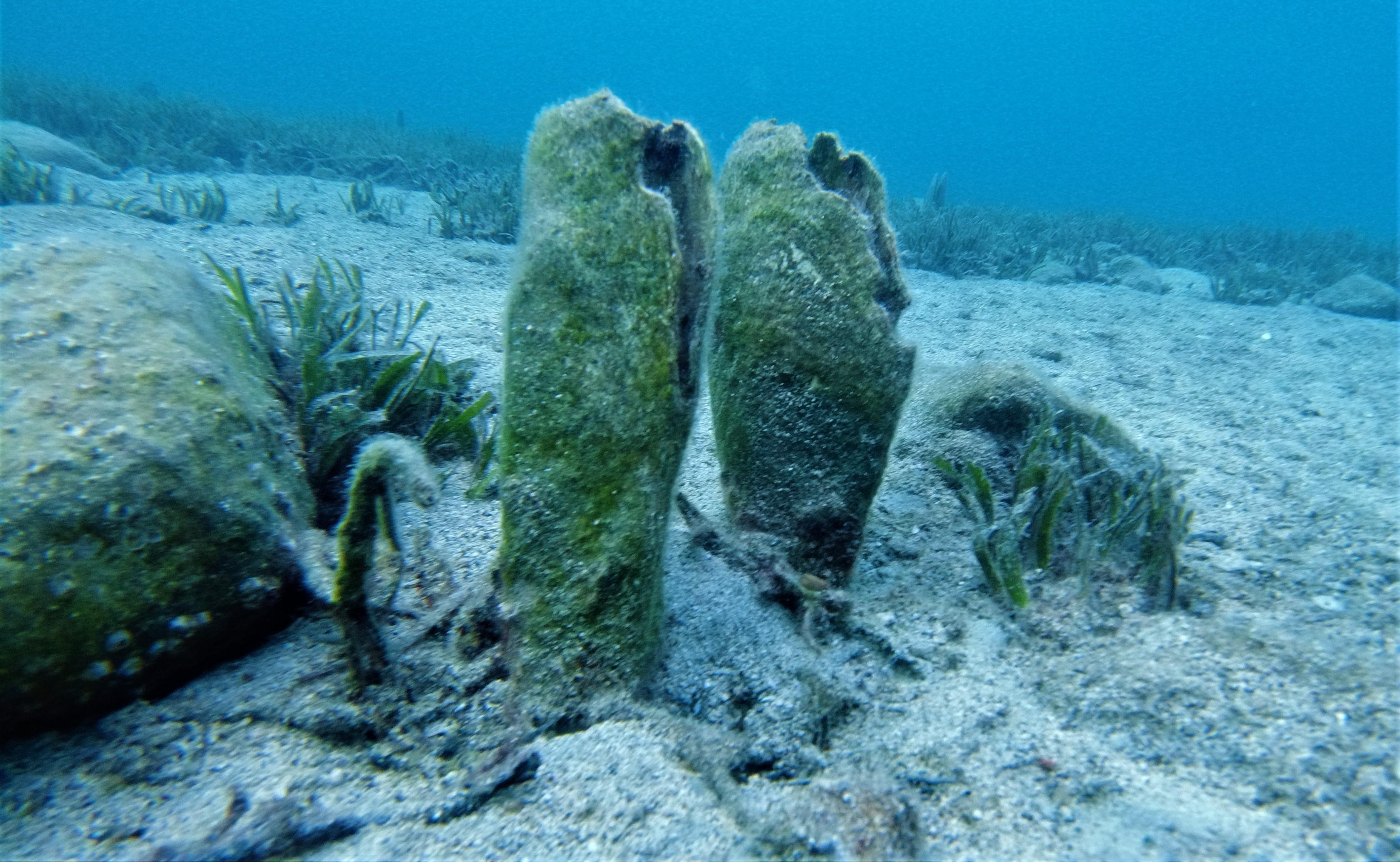 Deniz ekosistemi için önemli pina popülasyonu risk altında