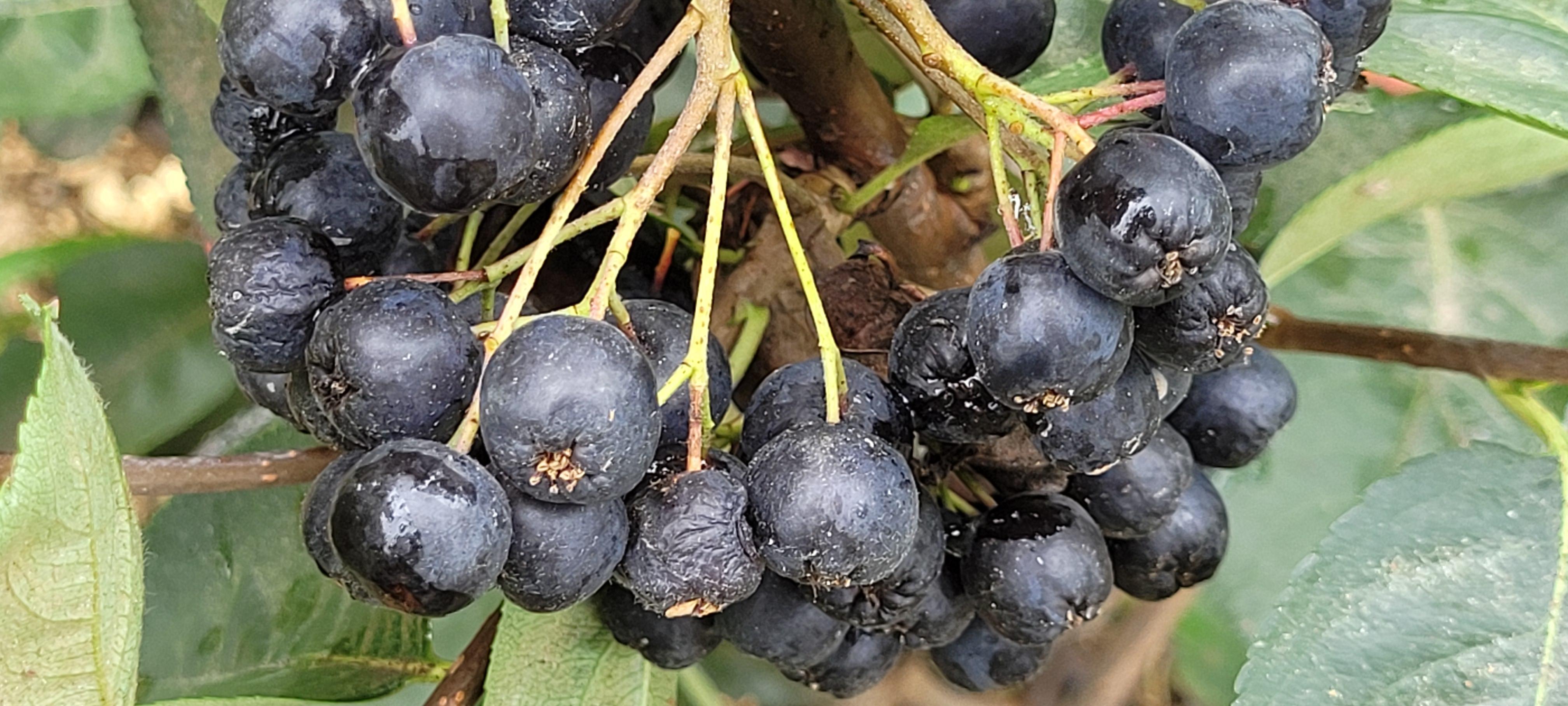 Karadenizde üretimi artan aronya meyvesi yok satıyor