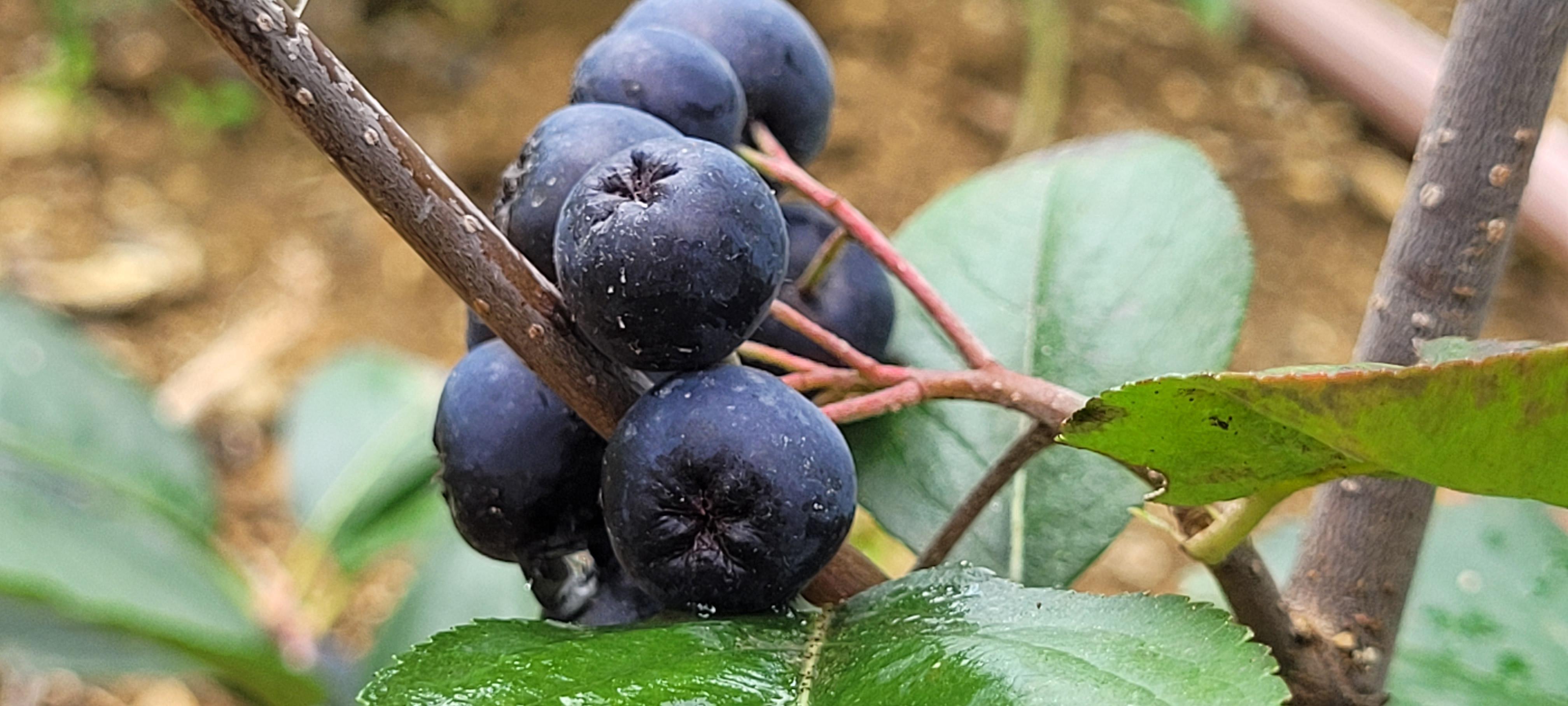 Karadenizde üretimi artan aronya meyvesi yok satıyor