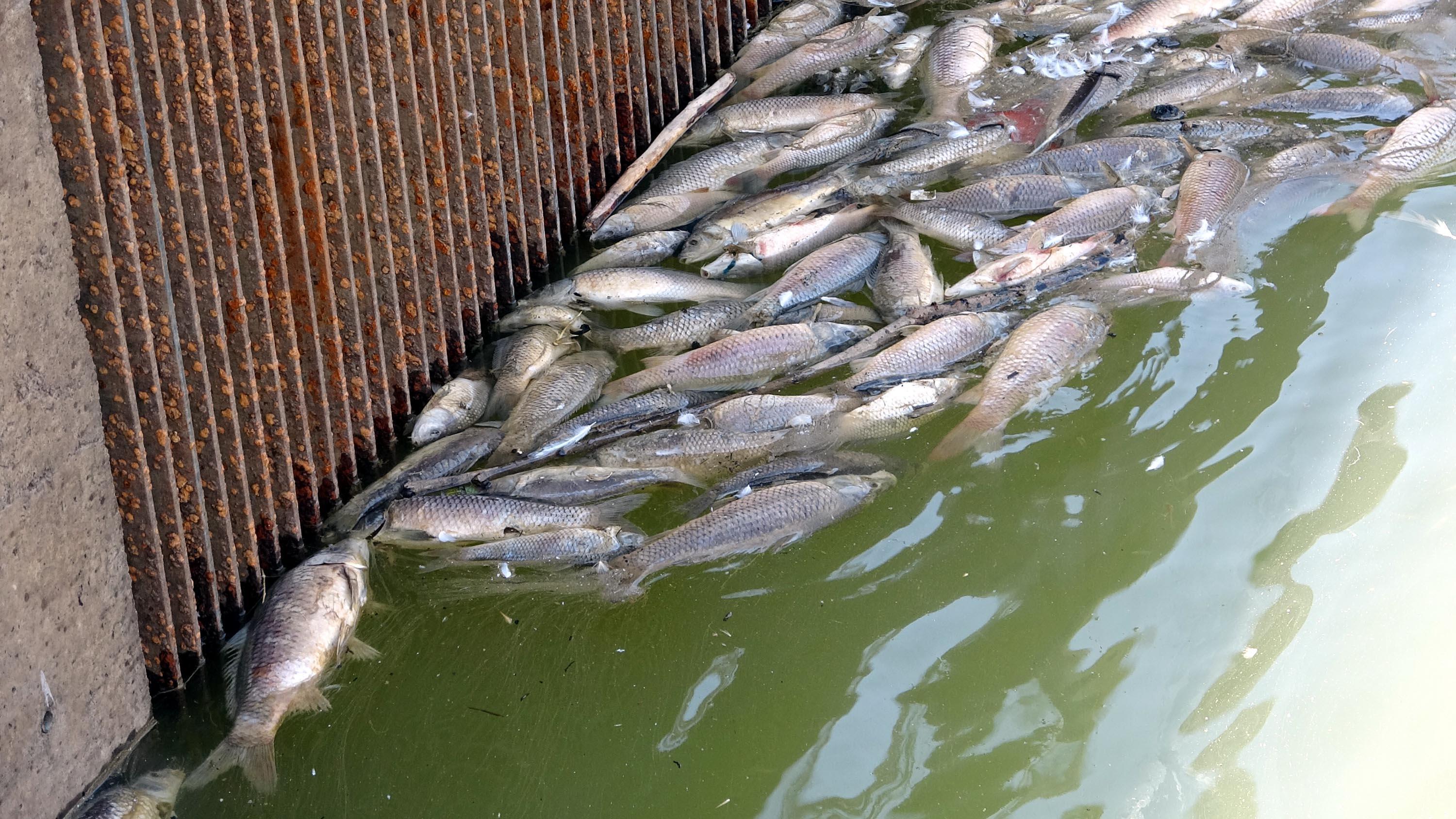 Koçköprü Baraj Gölündeki balık ölümlerinin nedeni; plankton ve alg artışı