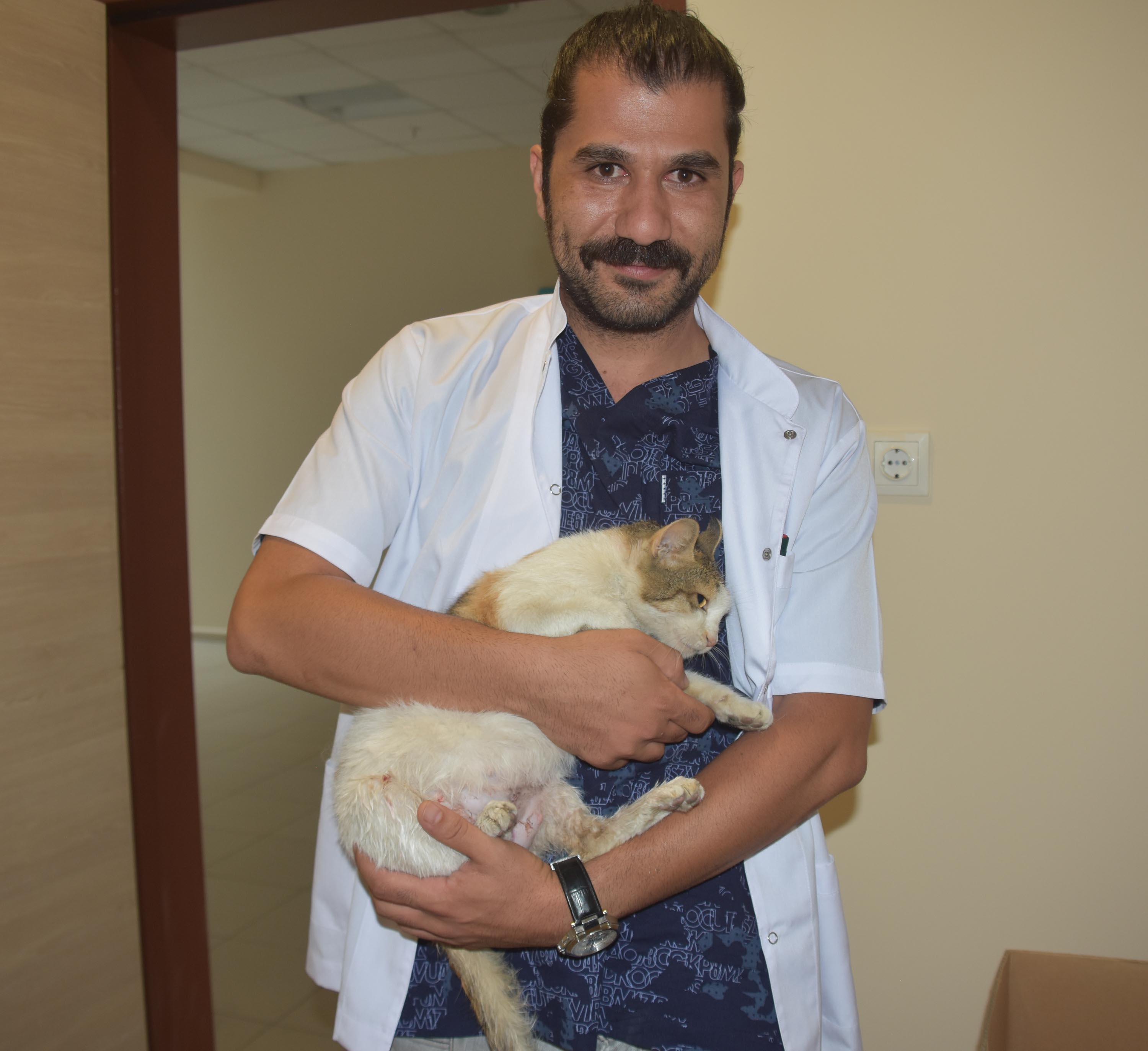 Doğum sancısı çeken kedi, sezaryenle 5 yavru dünyaya getirdi