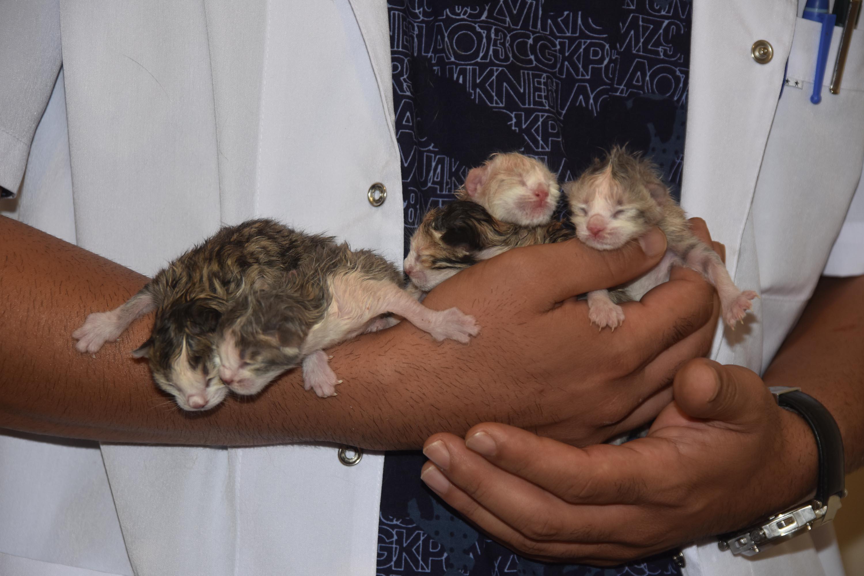 Doğum sancısı çeken kedi, sezaryenle 5 yavru dünyaya getirdi