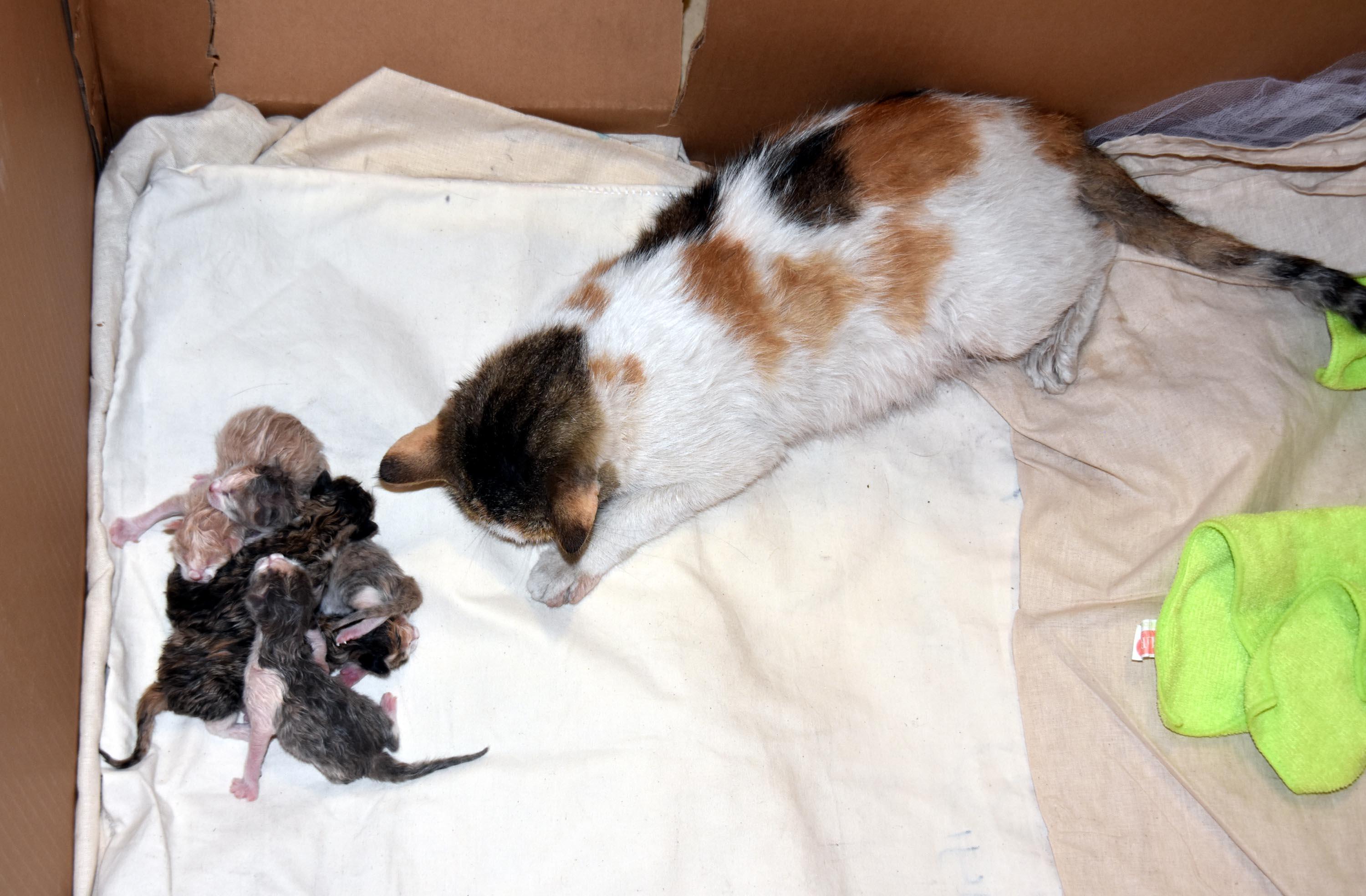 Doğum sancısı çeken kedi, sezaryenle 5 yavru dünyaya getirdi