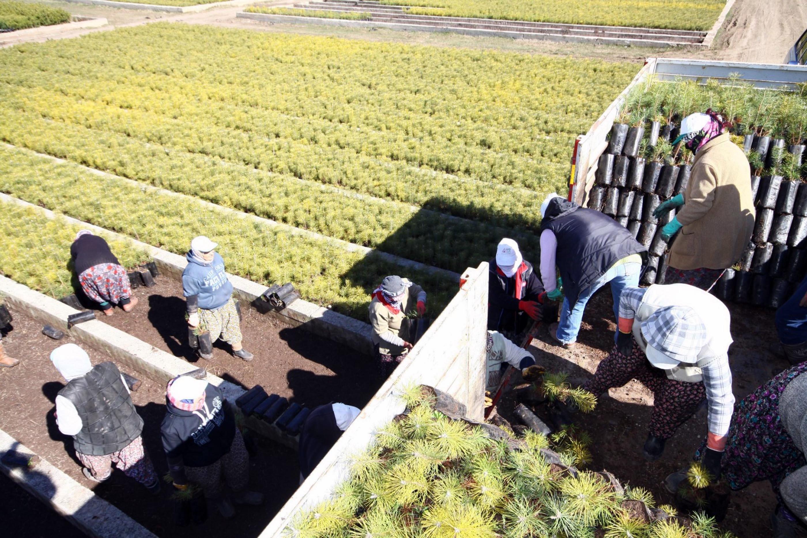 Eskişehirde yetiştirilen 11 milyon fidan yanan bölgelere gönderilecek