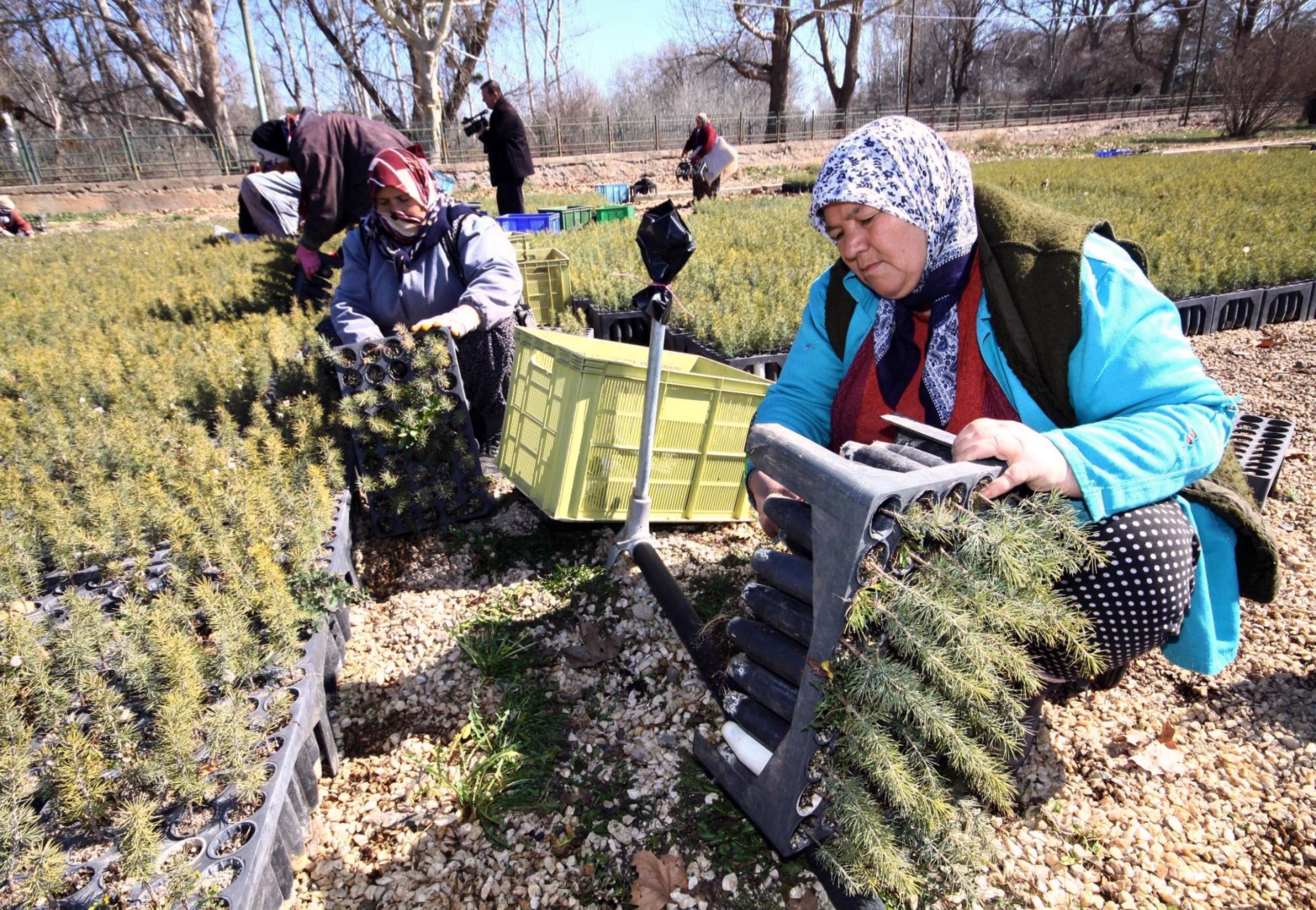Eskişehirde yetiştirilen 11 milyon fidan yanan bölgelere gönderilecek