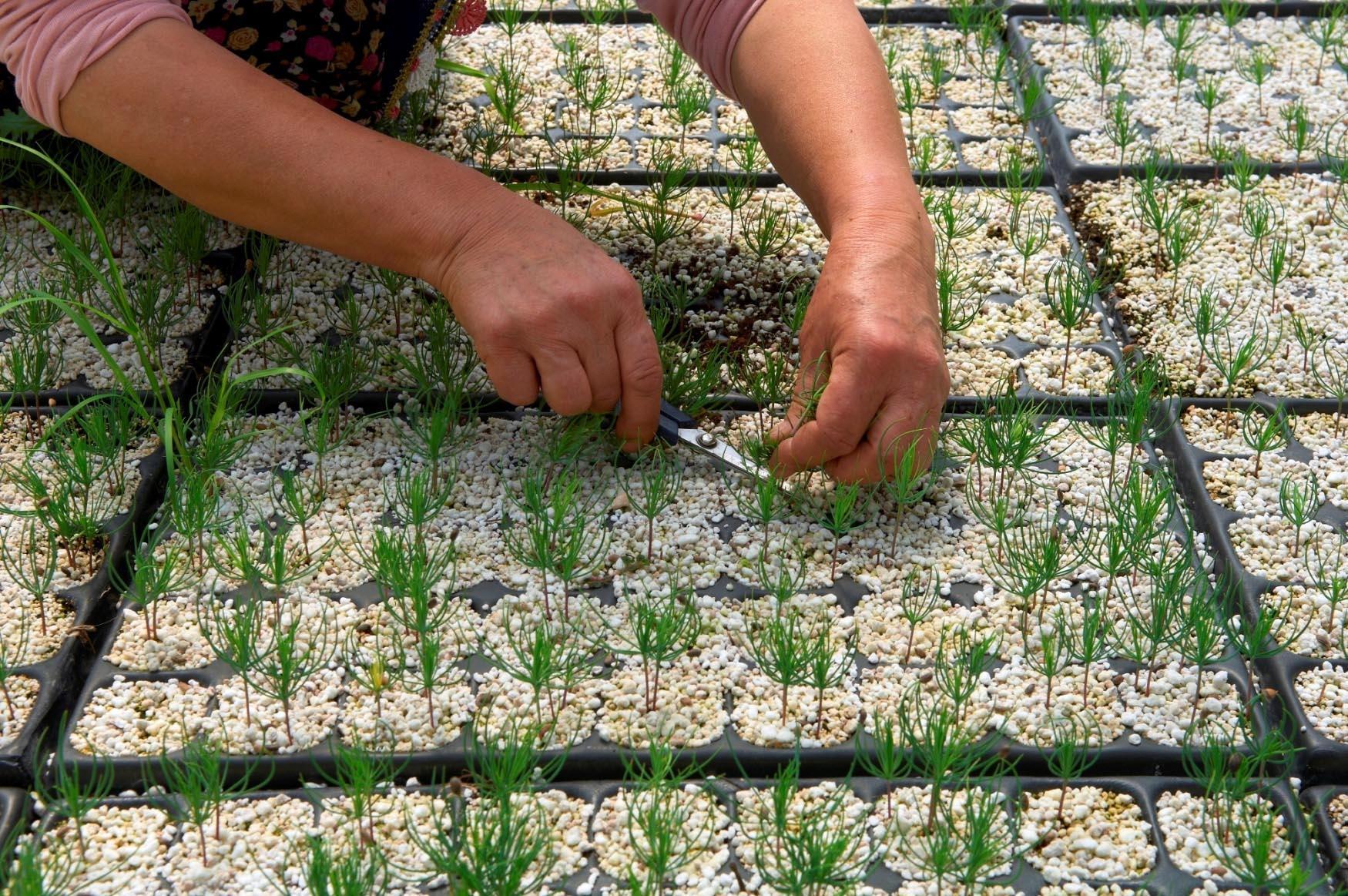 Eskişehirde yetiştirilen 11 milyon fidan yanan bölgelere gönderilecek