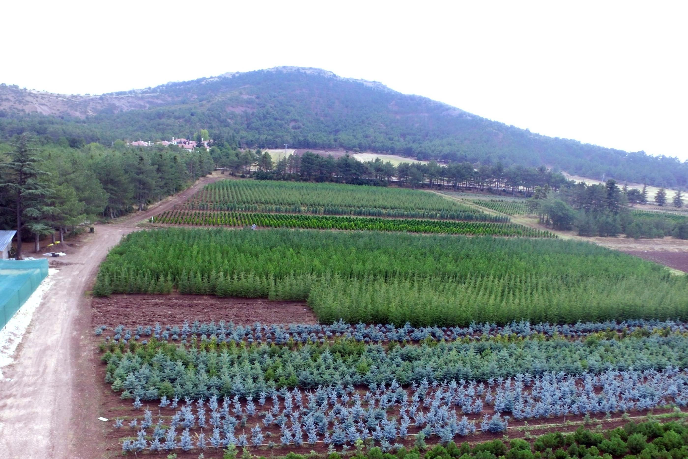 Eskişehirde yetiştirilen 11 milyon fidan yanan bölgelere gönderilecek