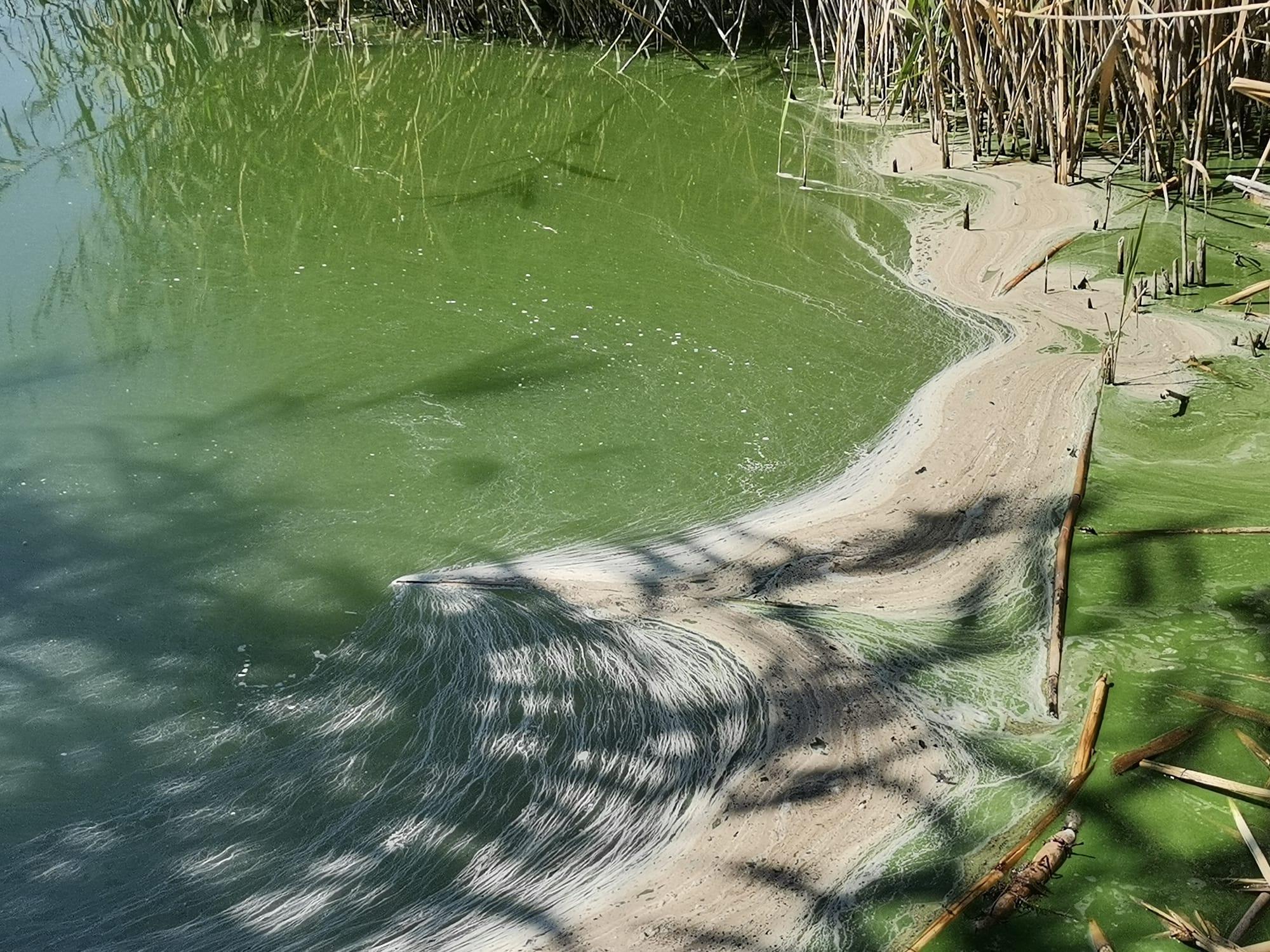 Eymir Gölü de kirlendi