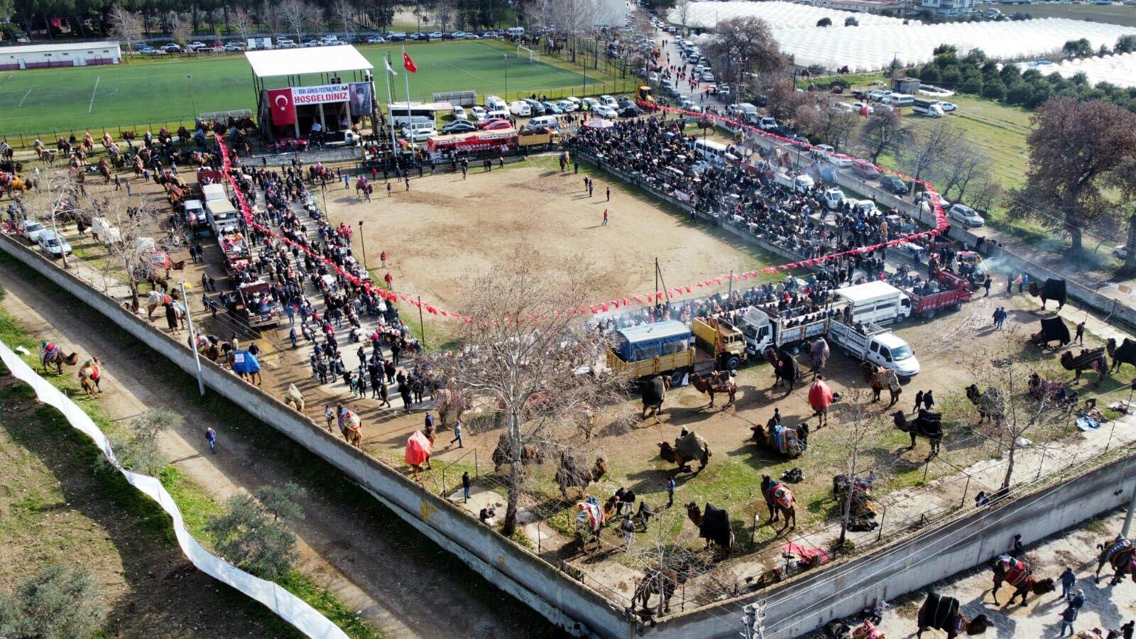Aydında düzenlenen deve güreşi festivaline yoğun ilgi