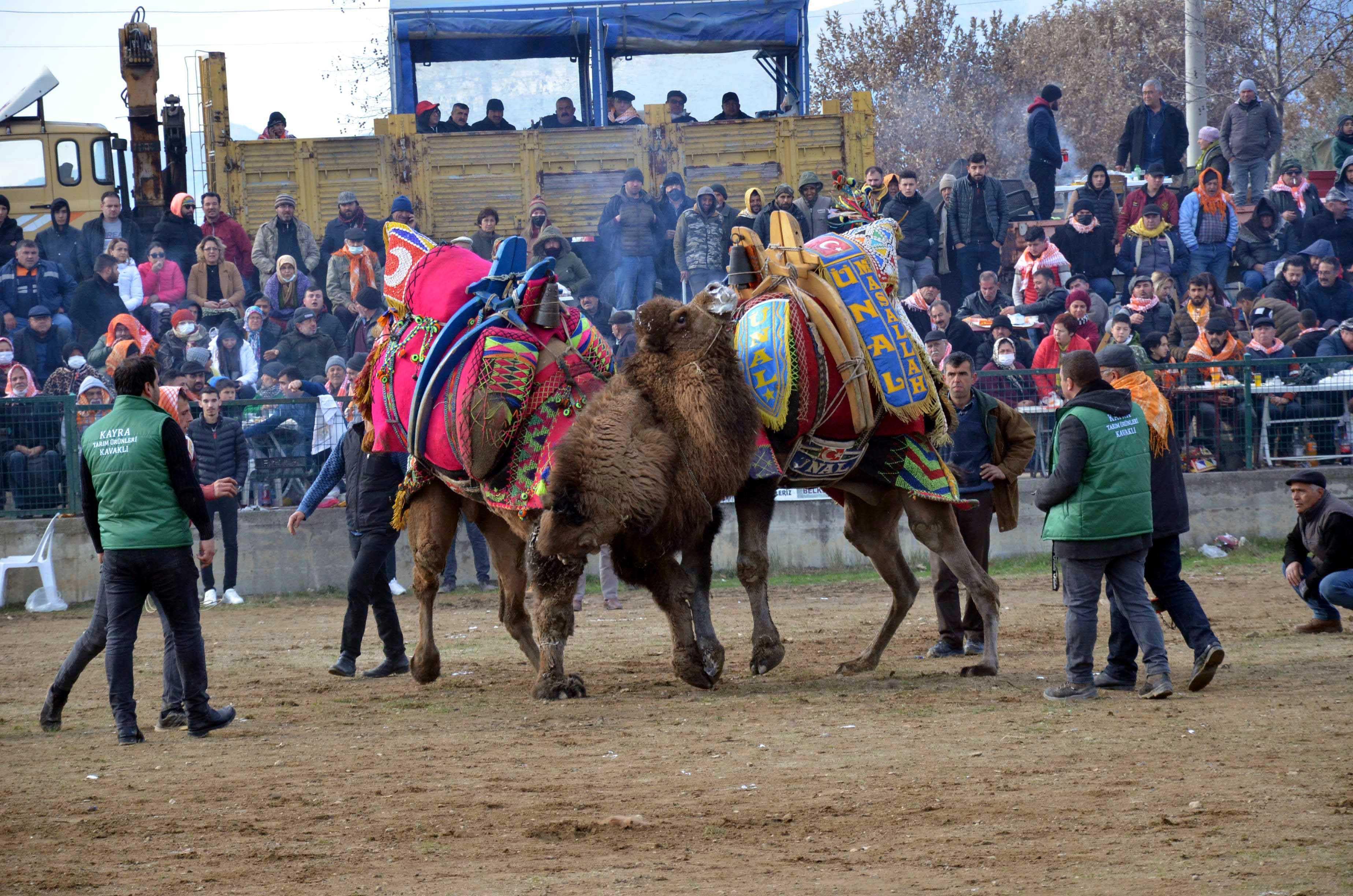 Aydında düzenlenen deve güreşi festivaline yoğun ilgi