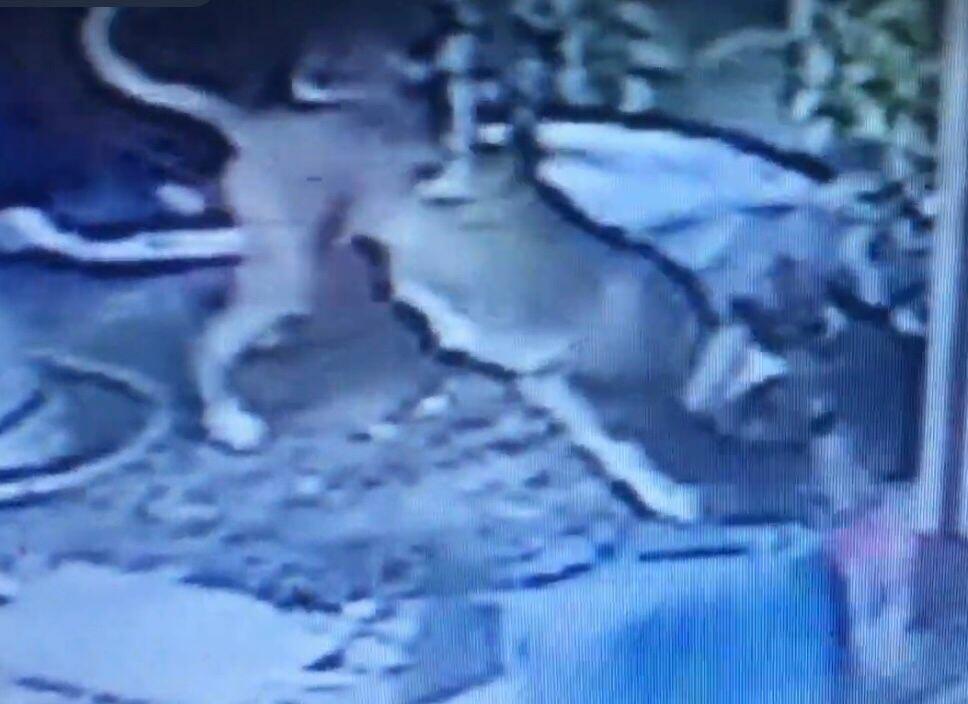 2 pitbull, saldırdıkları köpeği öldürdü, sahibi ve kedisini yaraladı