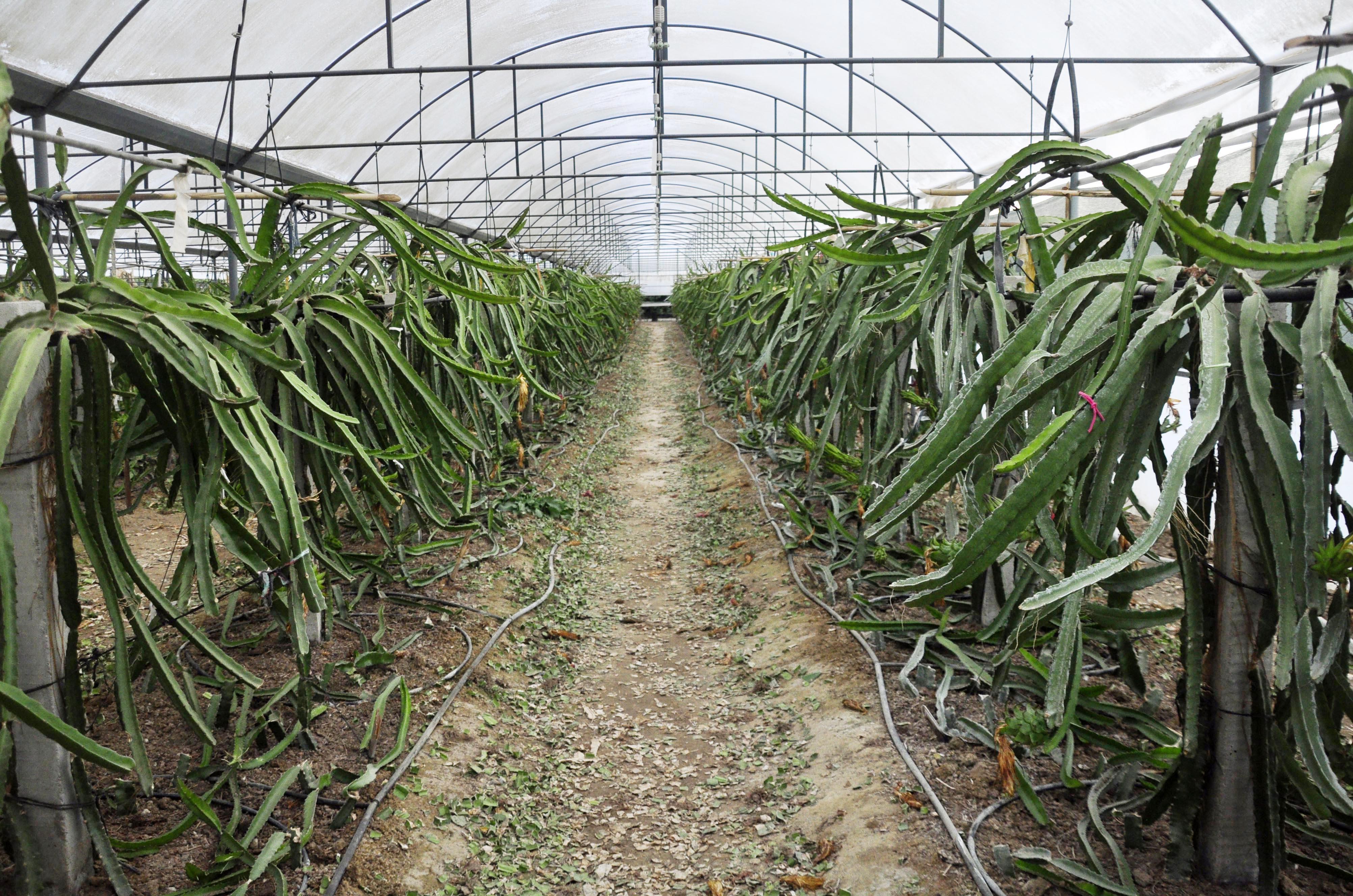 Narenciye bahçeleri, ejder meyvesi serasına dönüşüyor