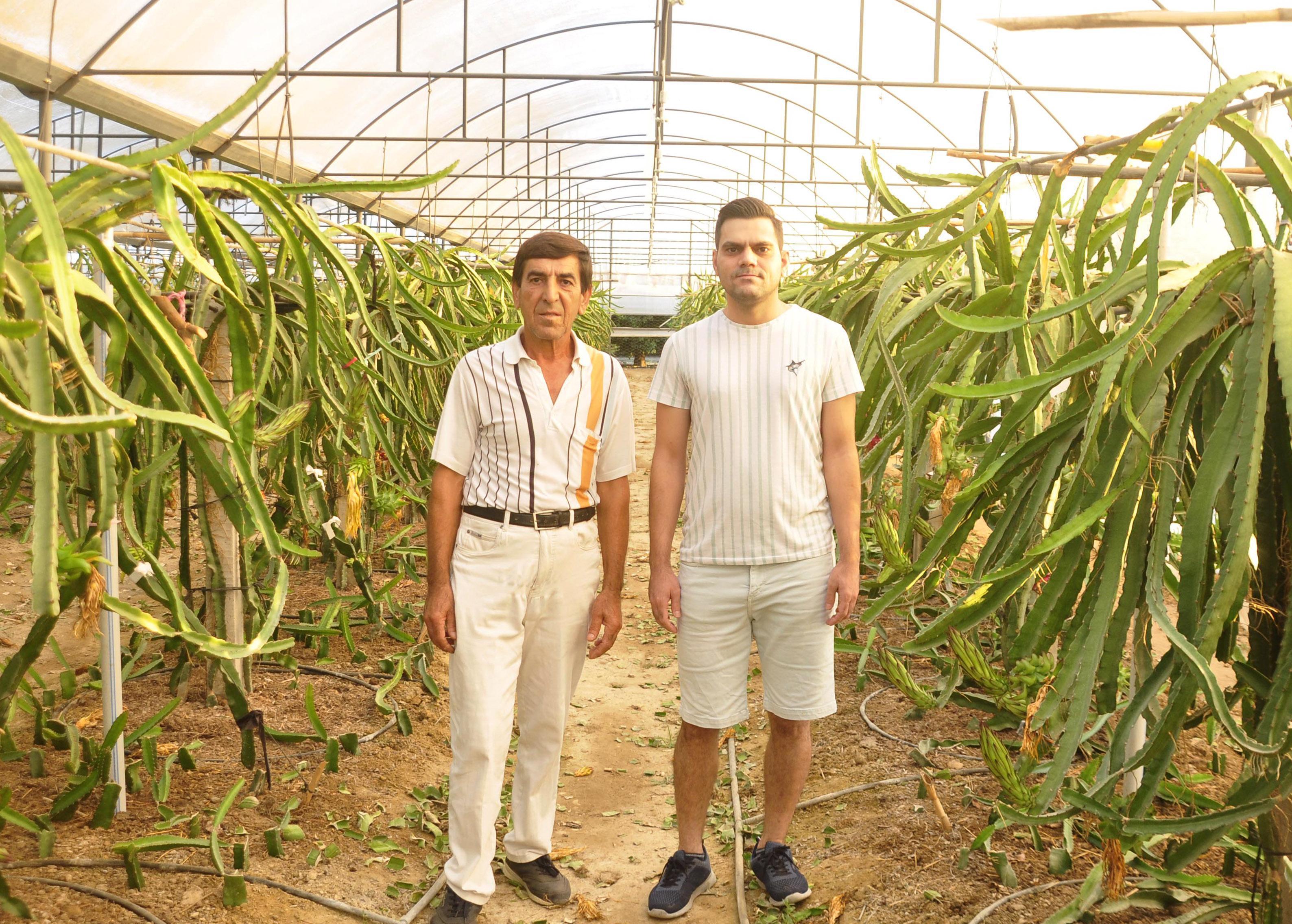 Narenciye bahçeleri, ejder meyvesi serasına dönüşüyor