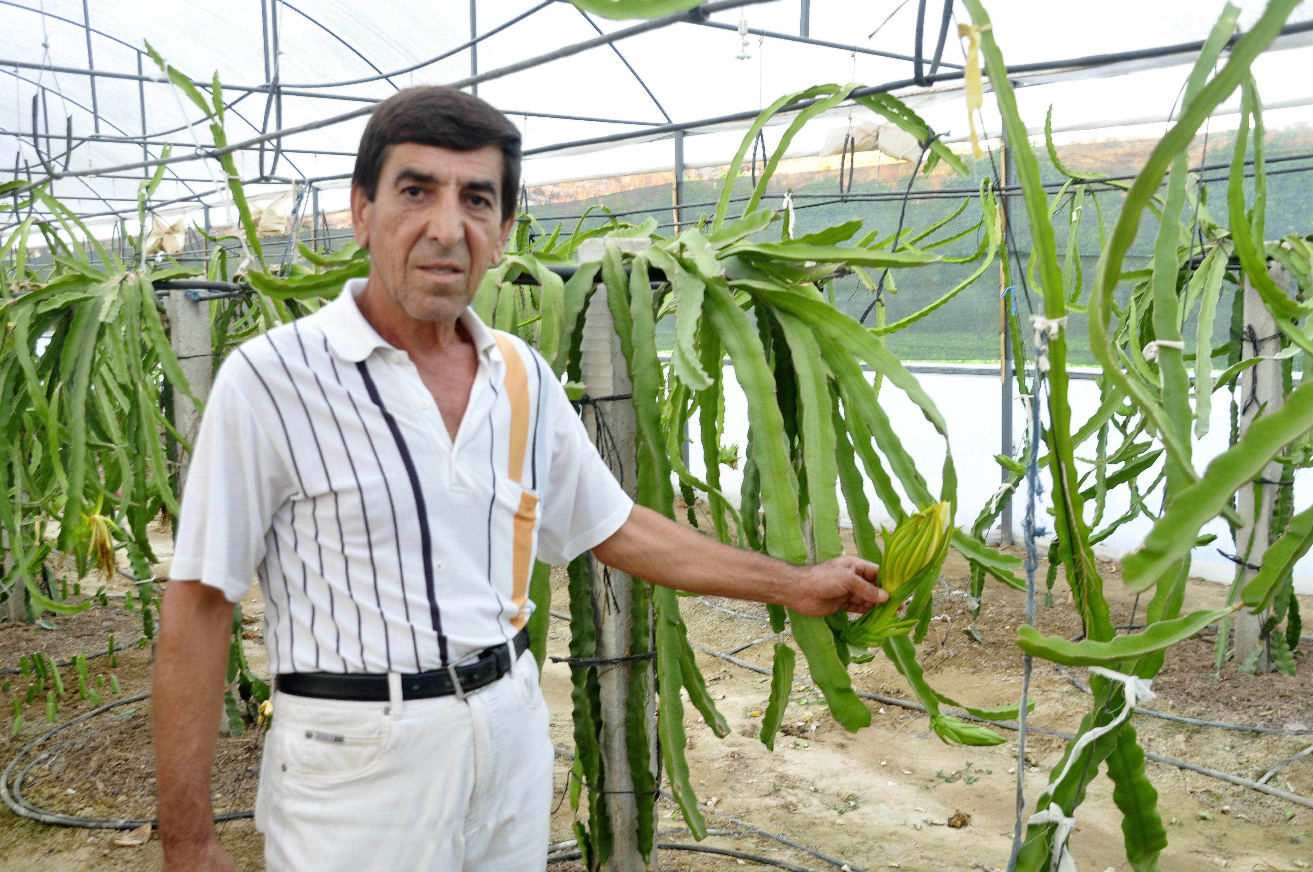 Narenciye bahçeleri, ejder meyvesi serasına dönüşüyor