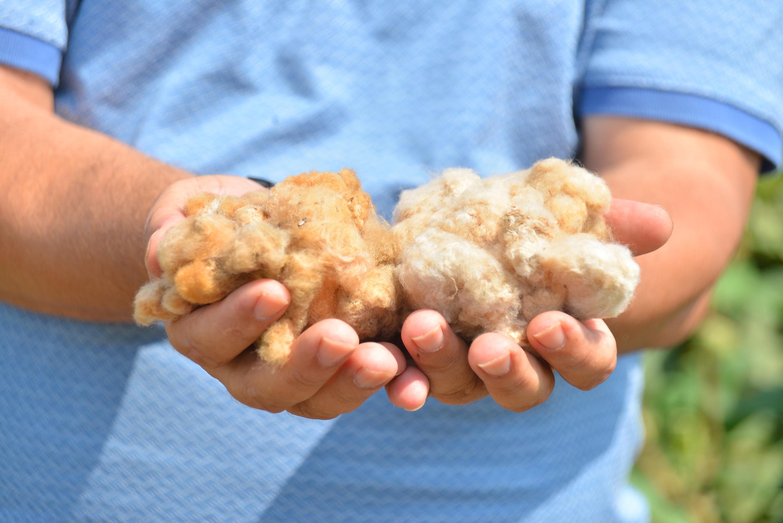 Dalında renkli pamuk