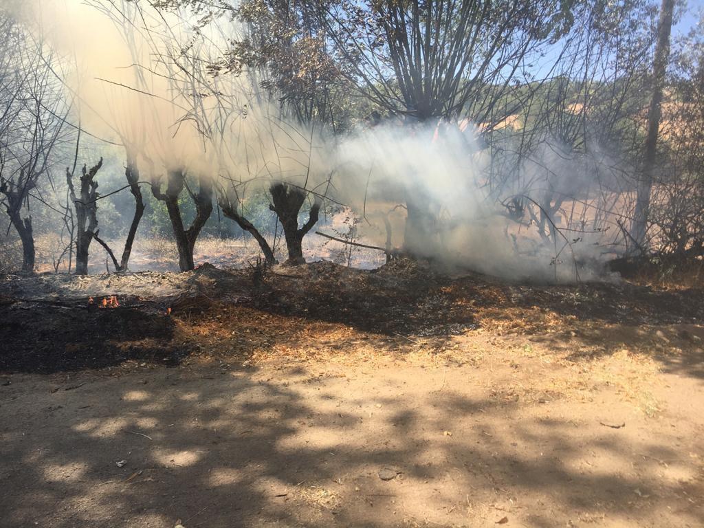 Bingöl’de orman yangını