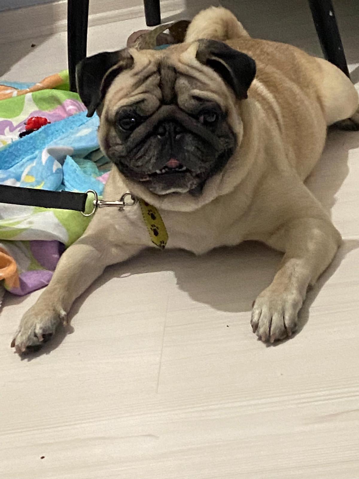 Beşiktaşta çalınan Gorbi Silivride bulundu