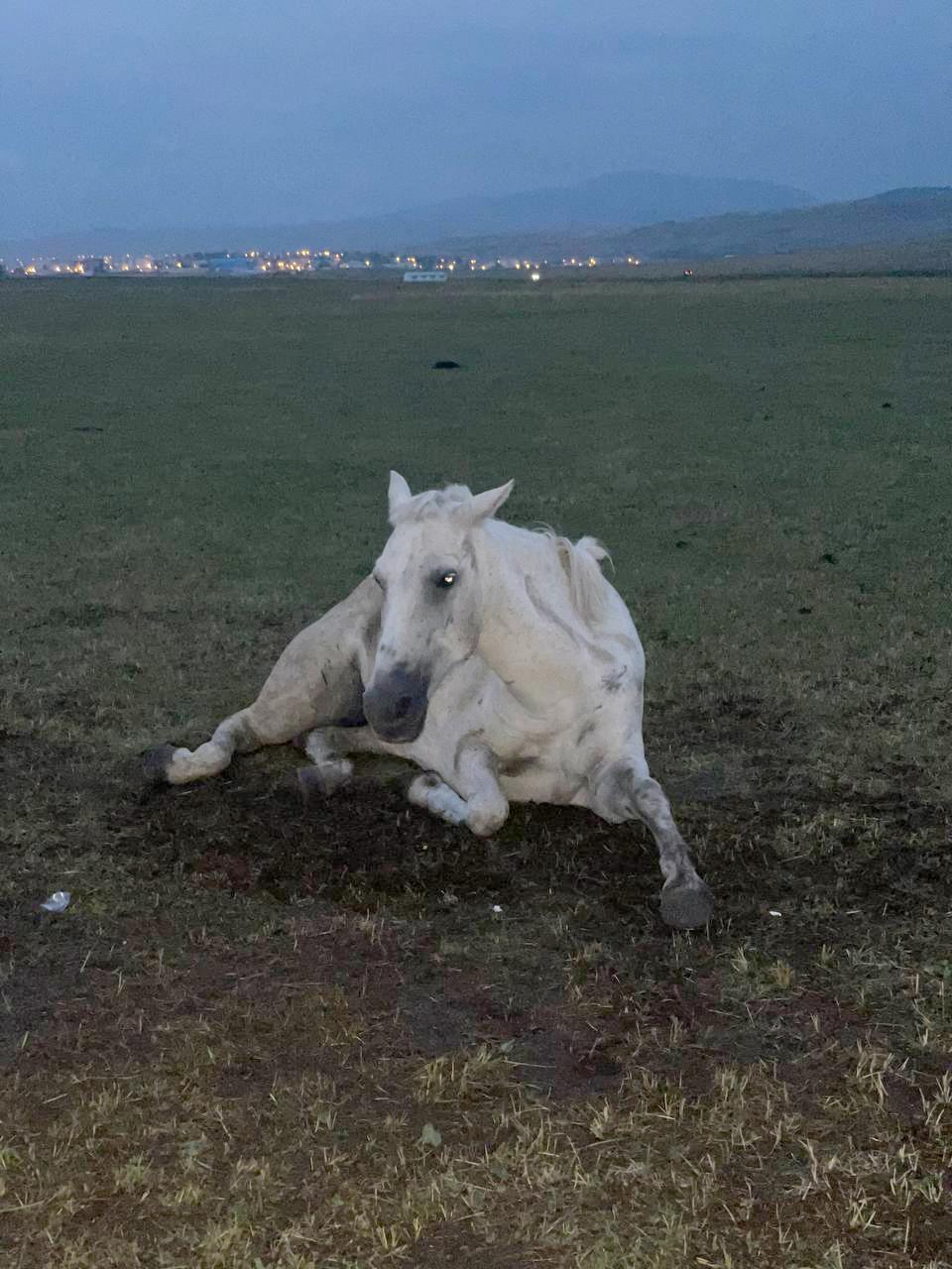 Ayağı kırılan yılkı atını diğer atlar terk etmedi