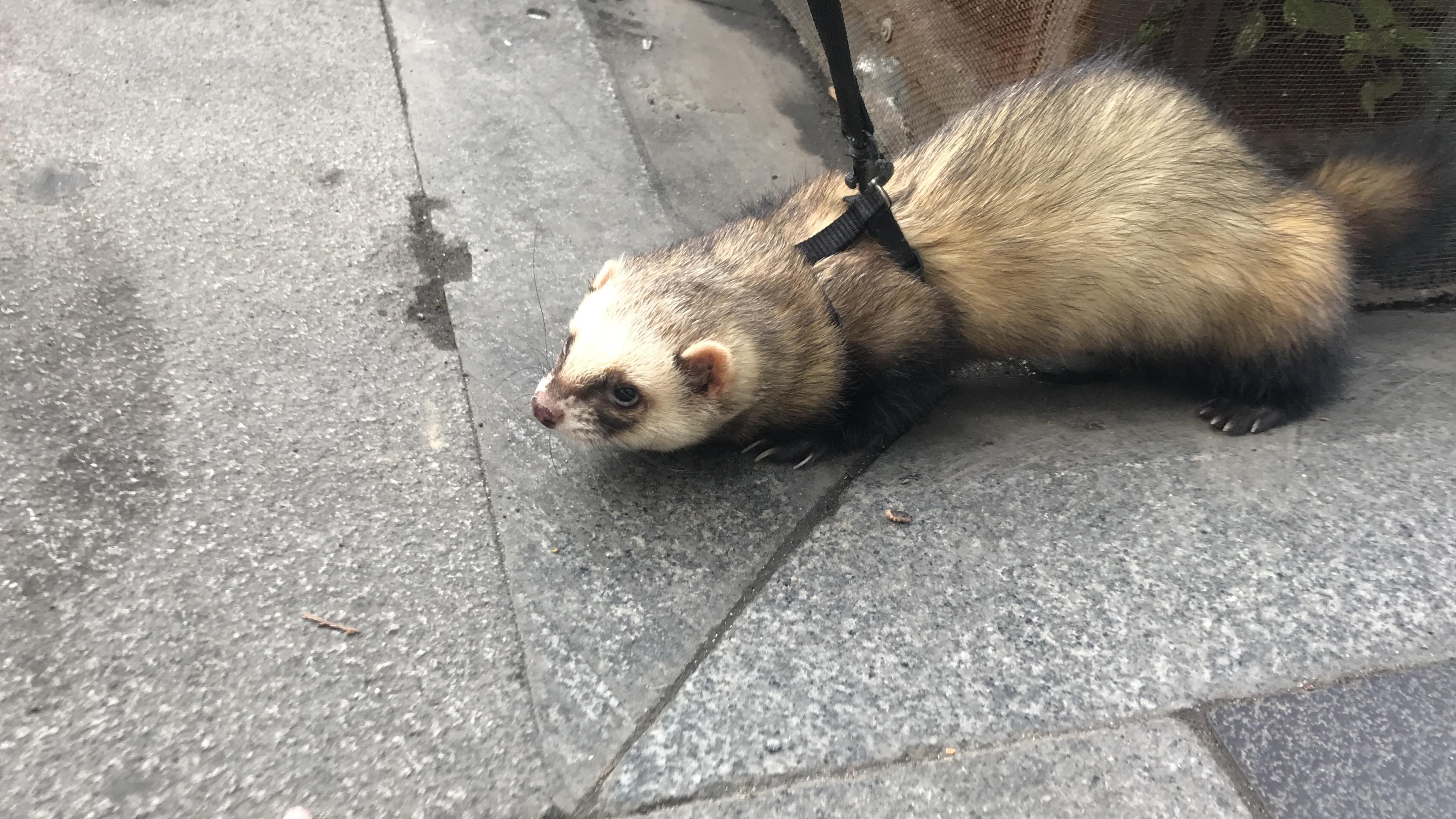 Walked at Taksim Square with a ferret on a leash; people were amazed