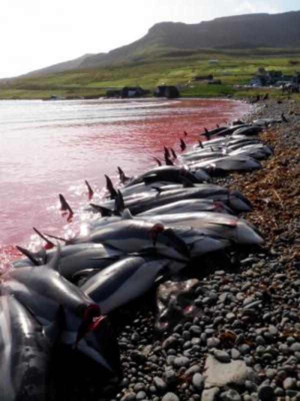 Tepki çeken balina avı görüntülerine ilişkin Faroe Adalarından resmi açıklama