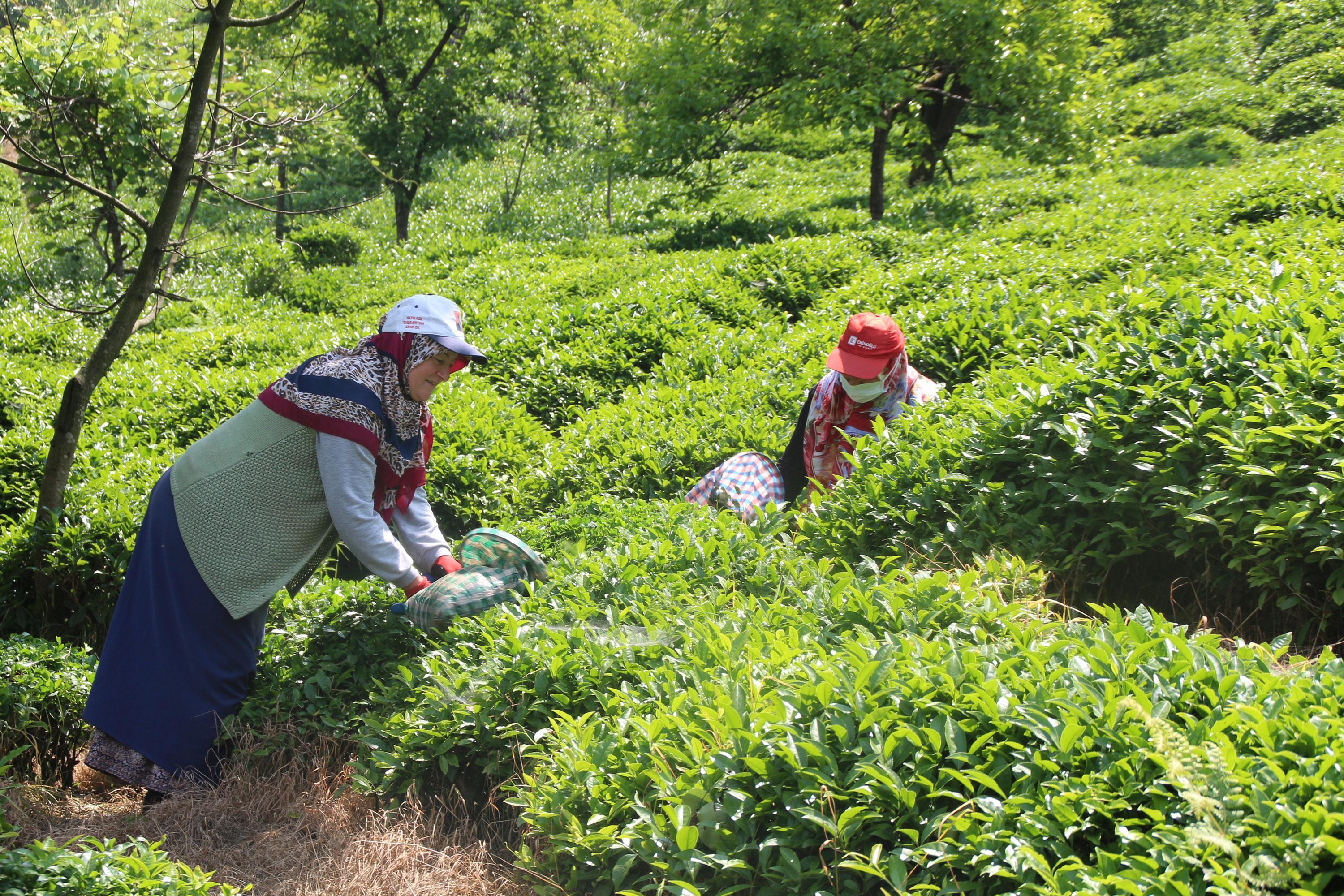 Çay ailece toplandı, 100 milyon dolar üreticiye kaldı