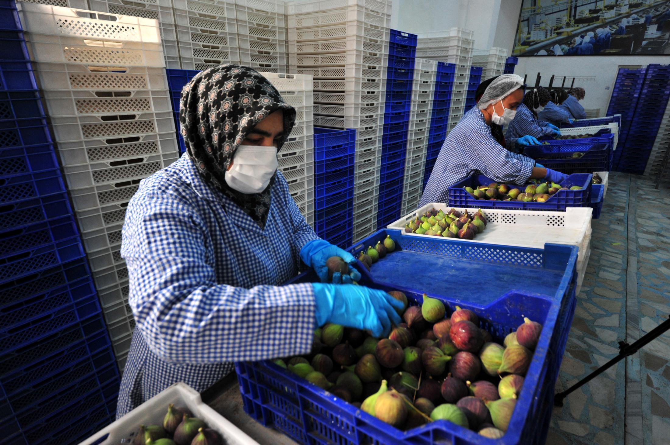Bursa siyahı inciri, dünya pazarına ihraç ediliyor