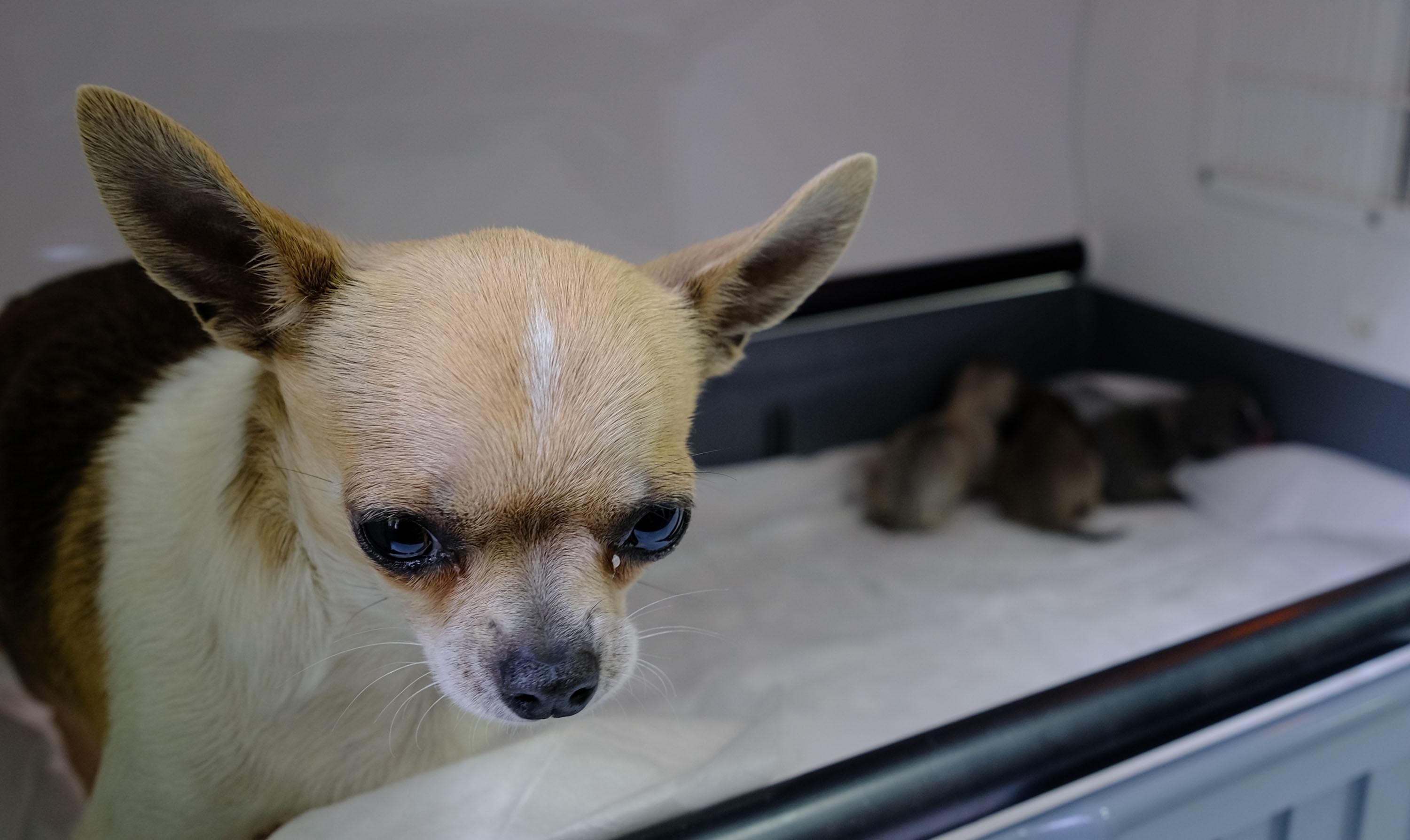 Sivasta Chihuahua cinsi köpeğe sezaryen; 3 yavru doğdu