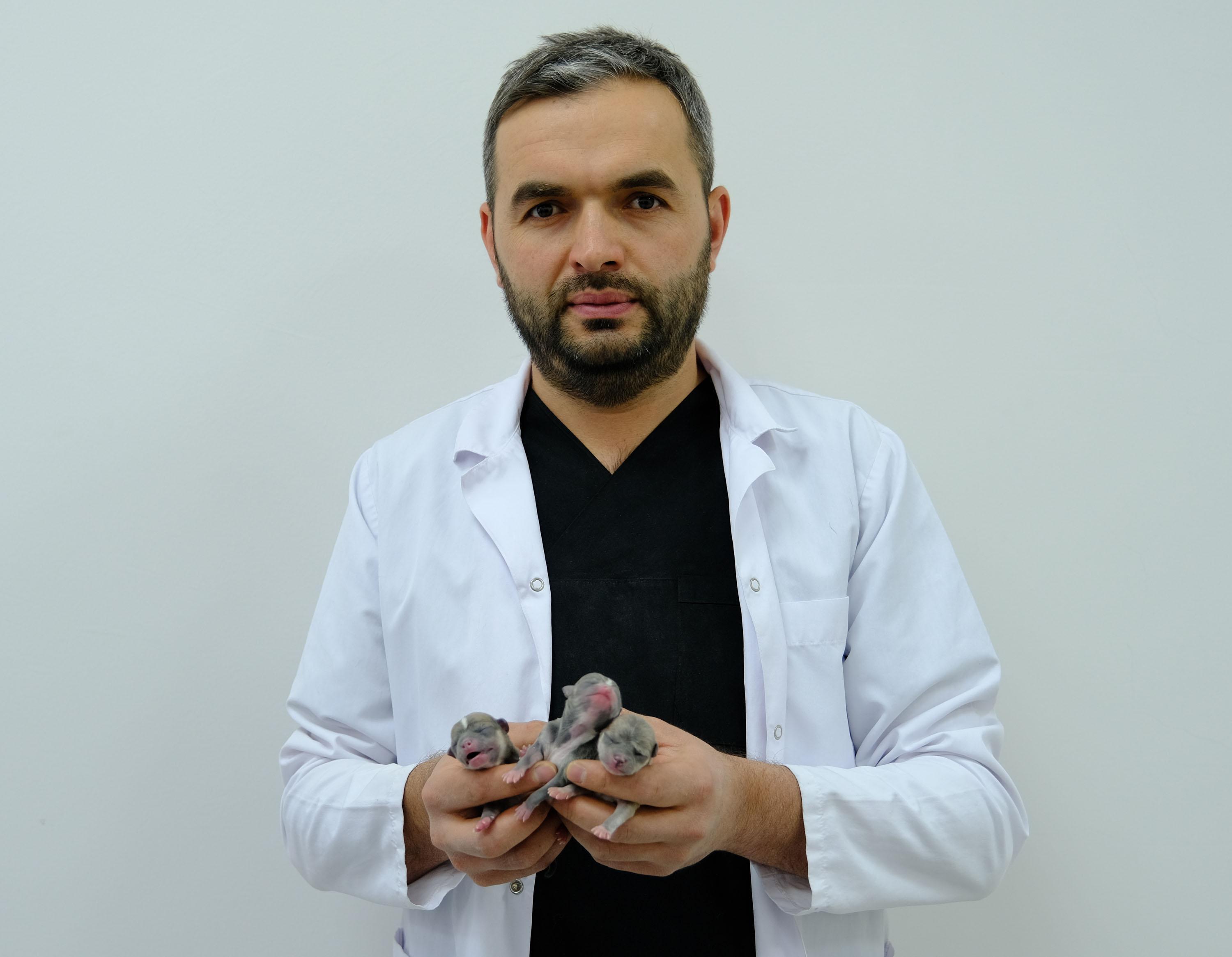 Sivasta Chihuahua cinsi köpeğe sezaryen; 3 yavru doğdu