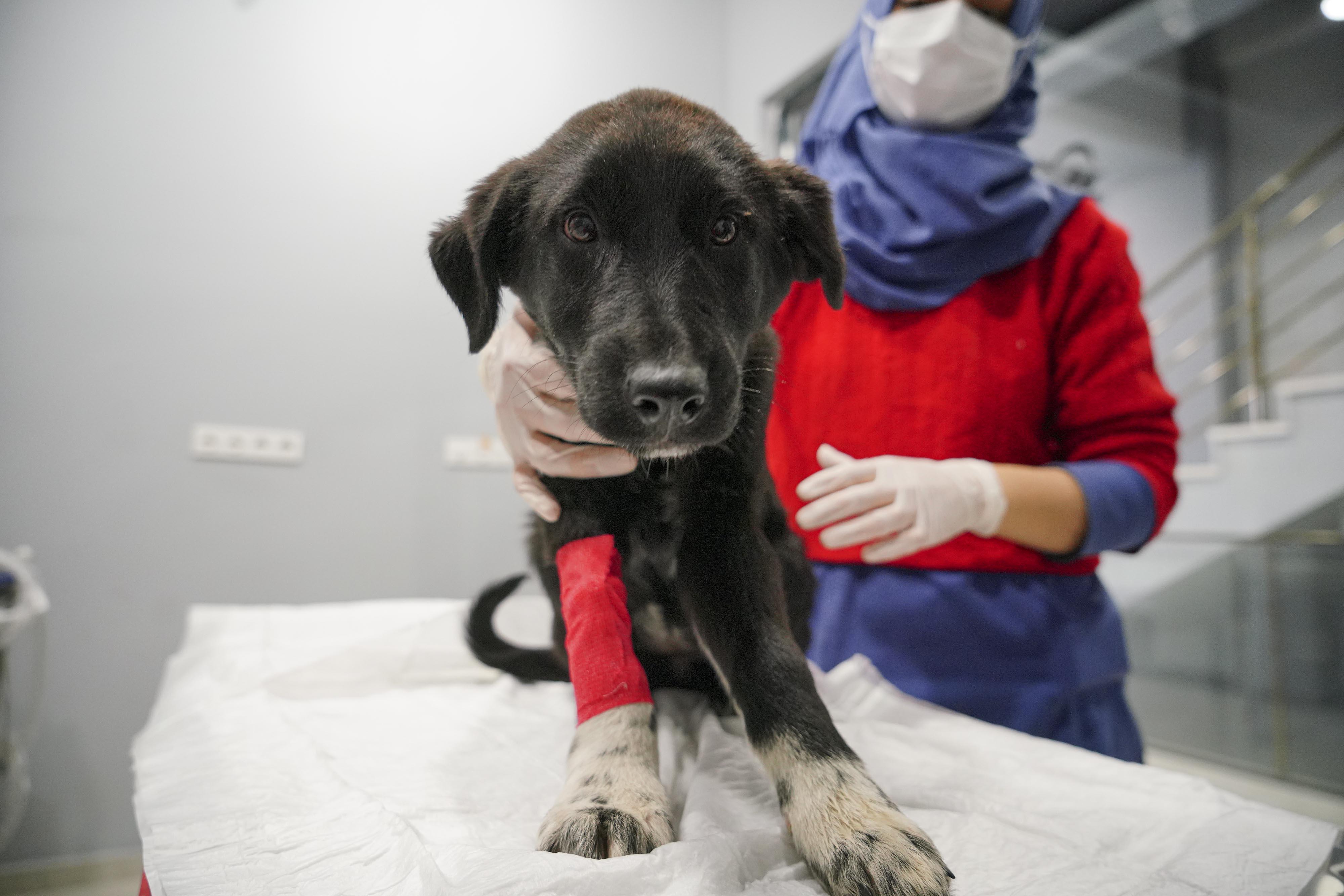 Can çekişirken bulunan yavru köpekler için parazit zehirlenmesi teşhisi