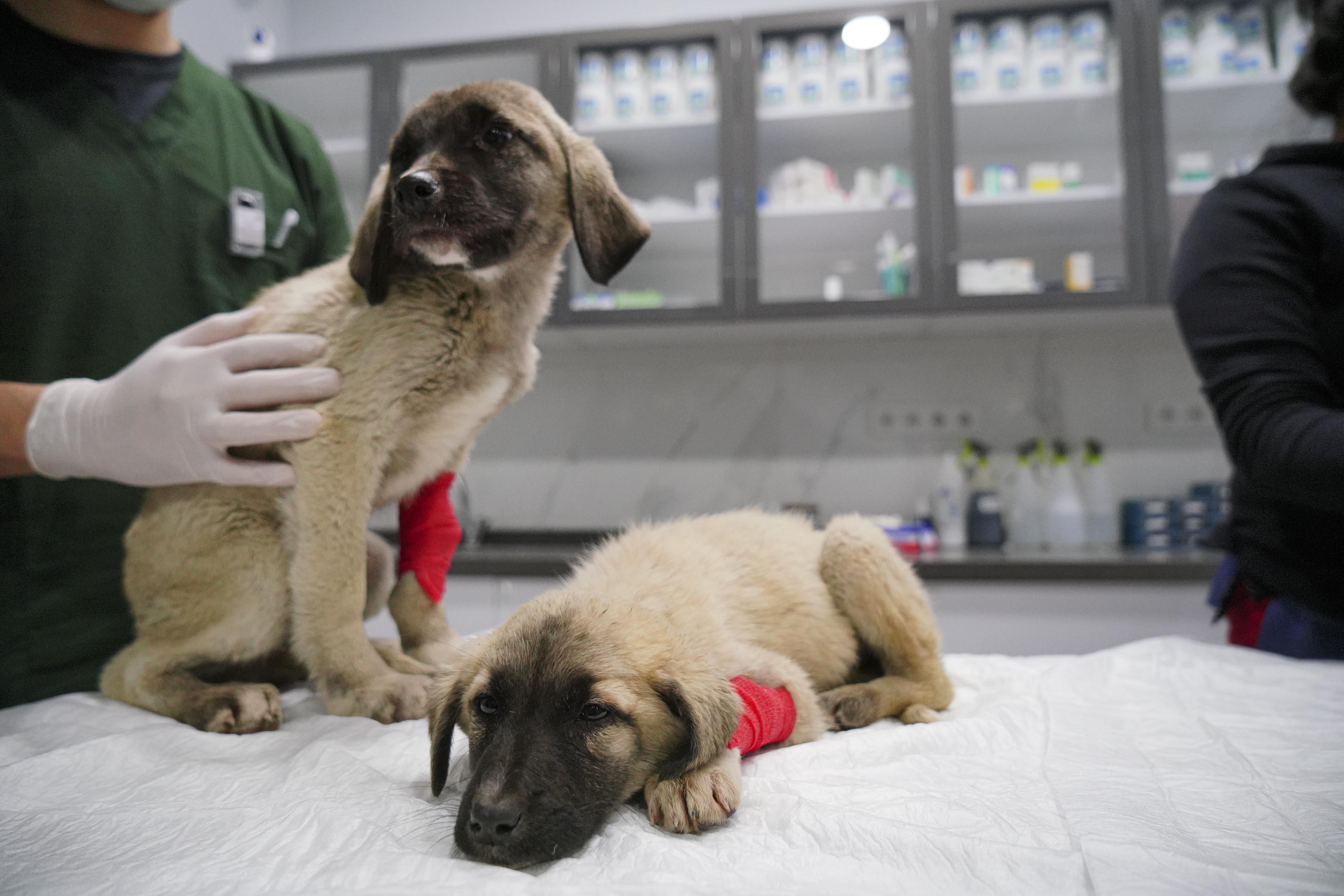 Can çekişirken bulunan yavru köpekler için parazit zehirlenmesi teşhisi