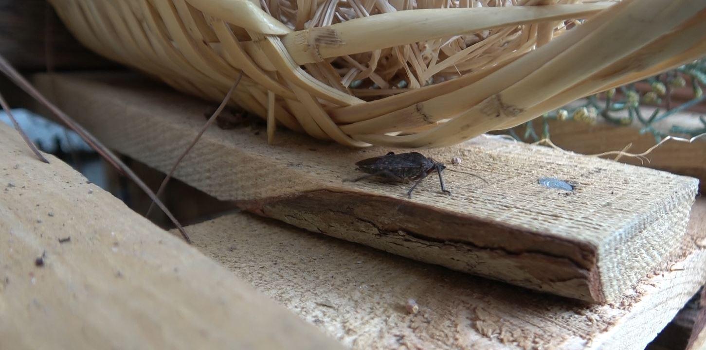 Çevre bilinci için anaokulu bahçesine böcek oteli yaptılar