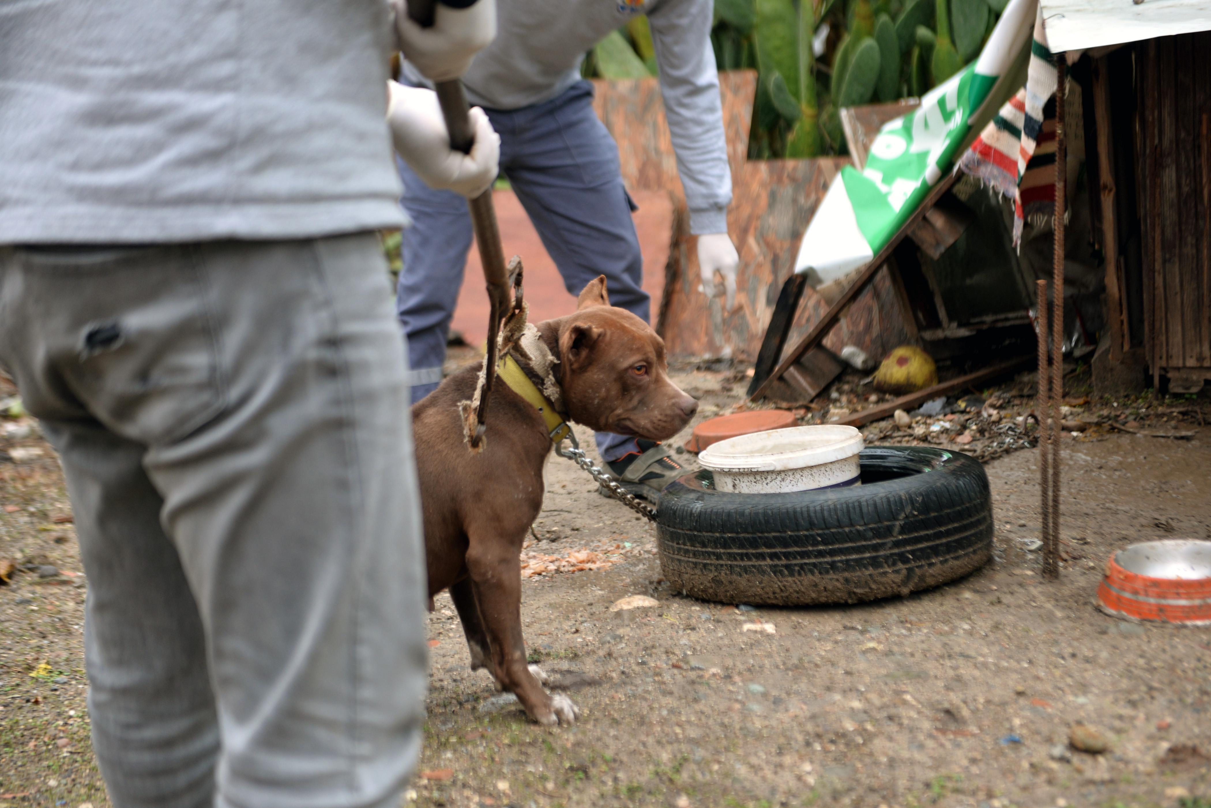 Ankara Barosundan sokak hayvanları için Pati Yardım Hattı