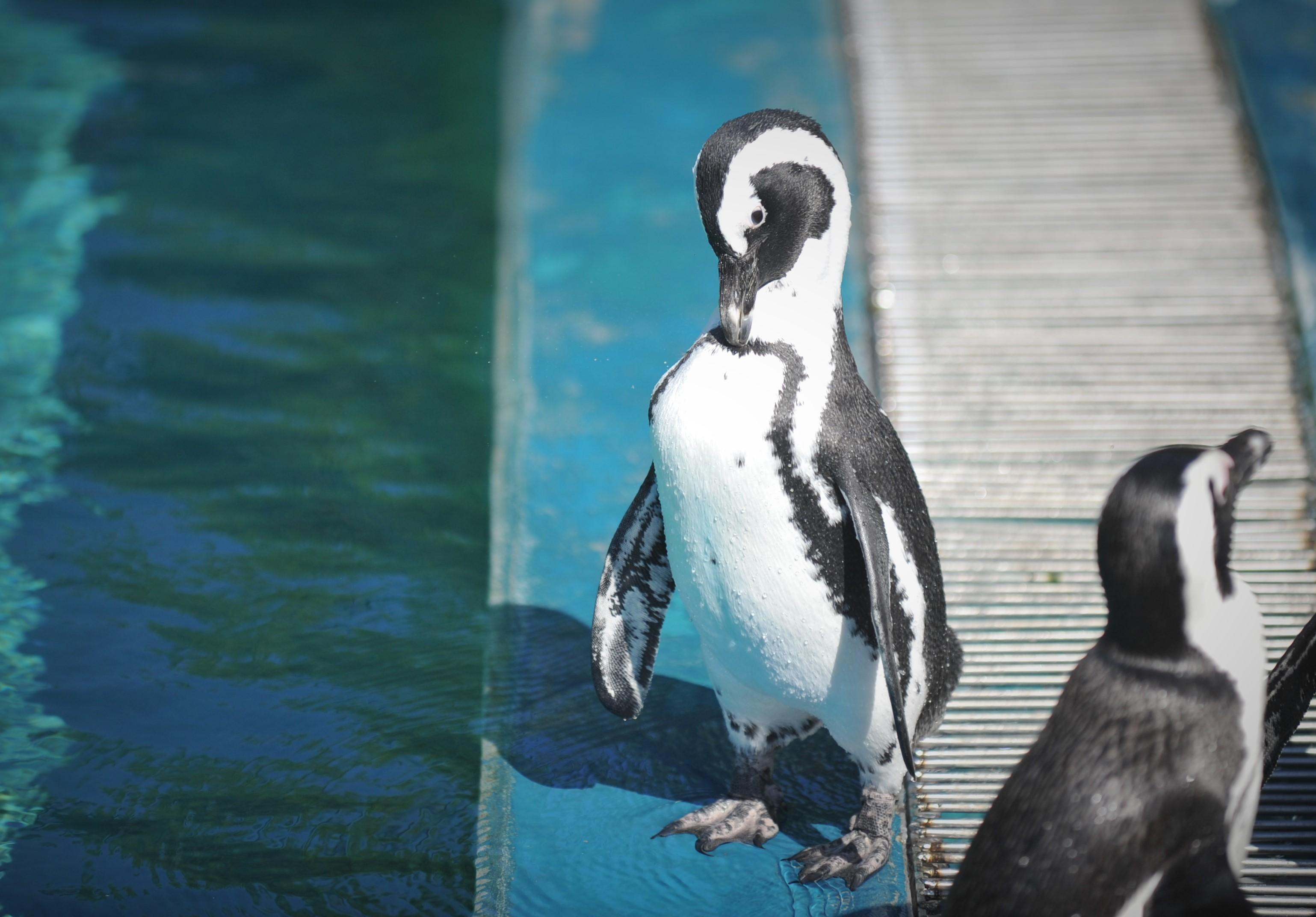 Penguenlerin beslenme saatleri